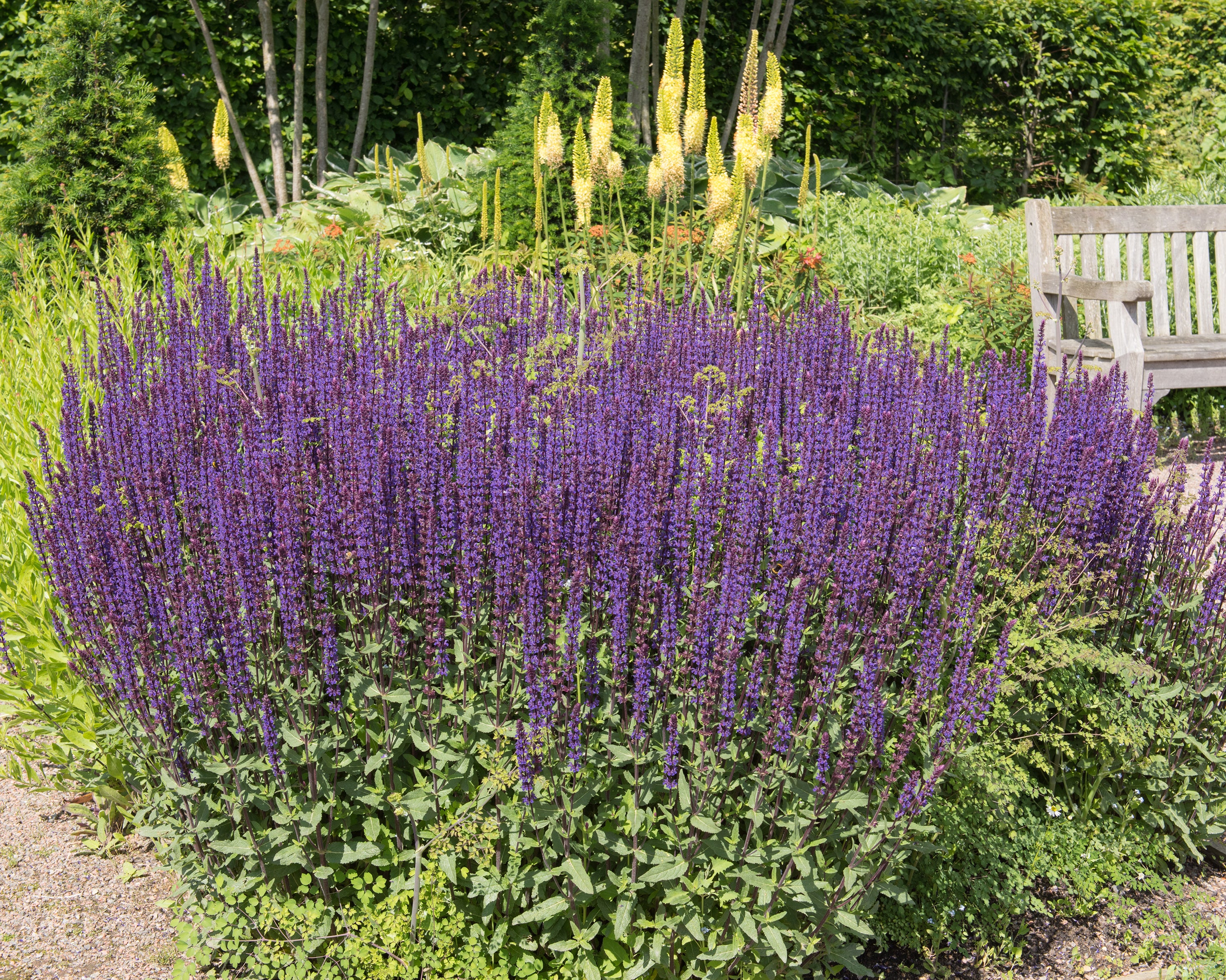 Salvia 'Caradonna' - Image 6