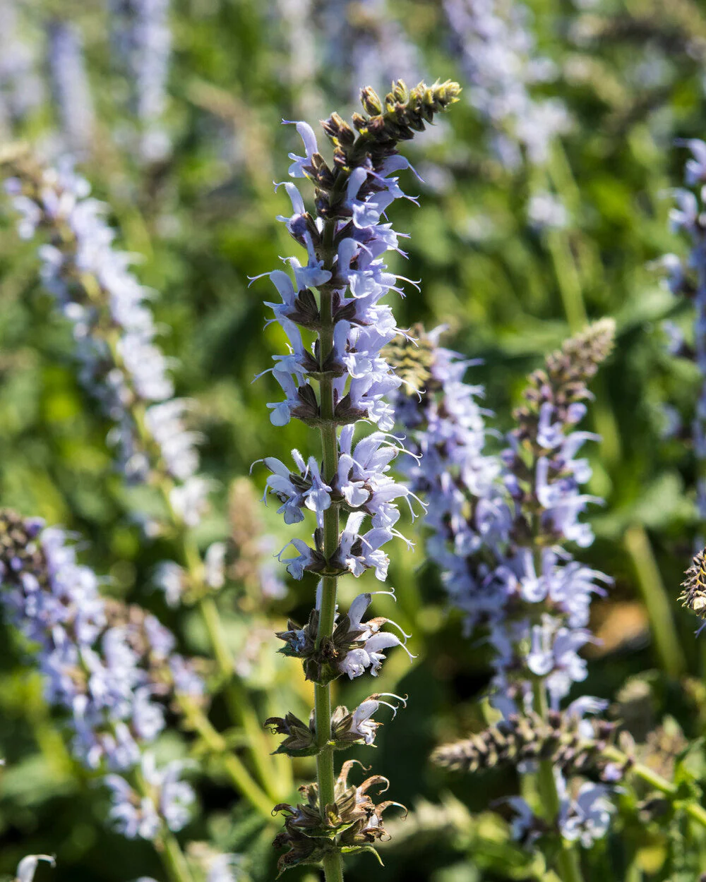 Salvia 'Crystal Blue' - Image 3
