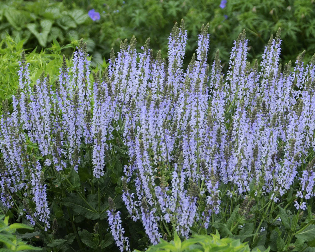 Salvia 'Crystal Blue' - Image 4