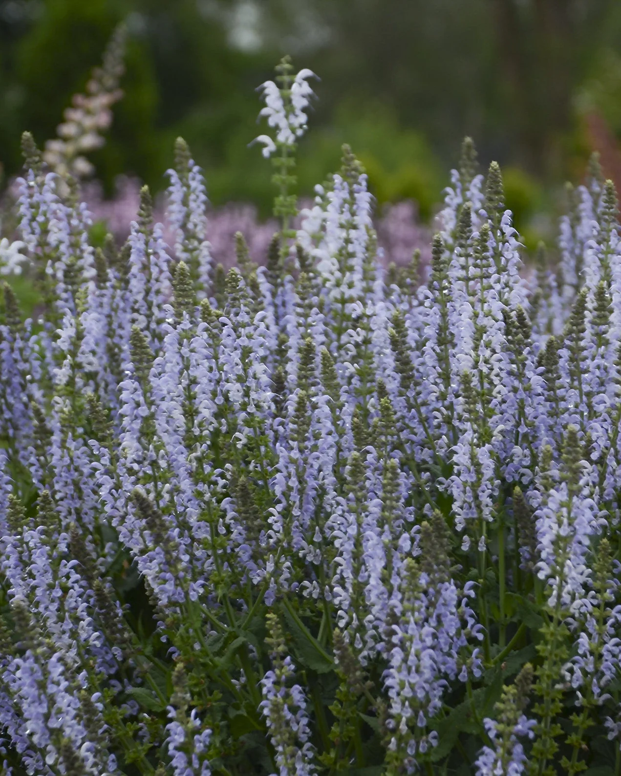 Salvia 'Crystal Blue' - Image 6