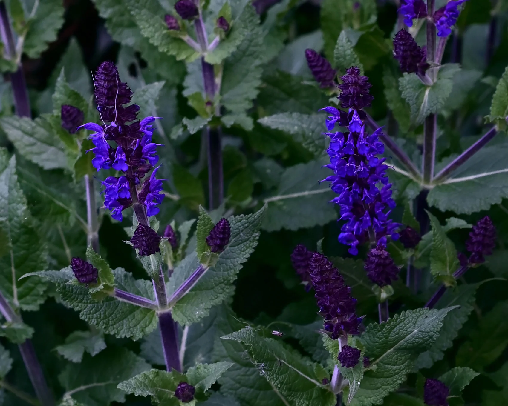 Salvia 'Dark Night' - Image 2