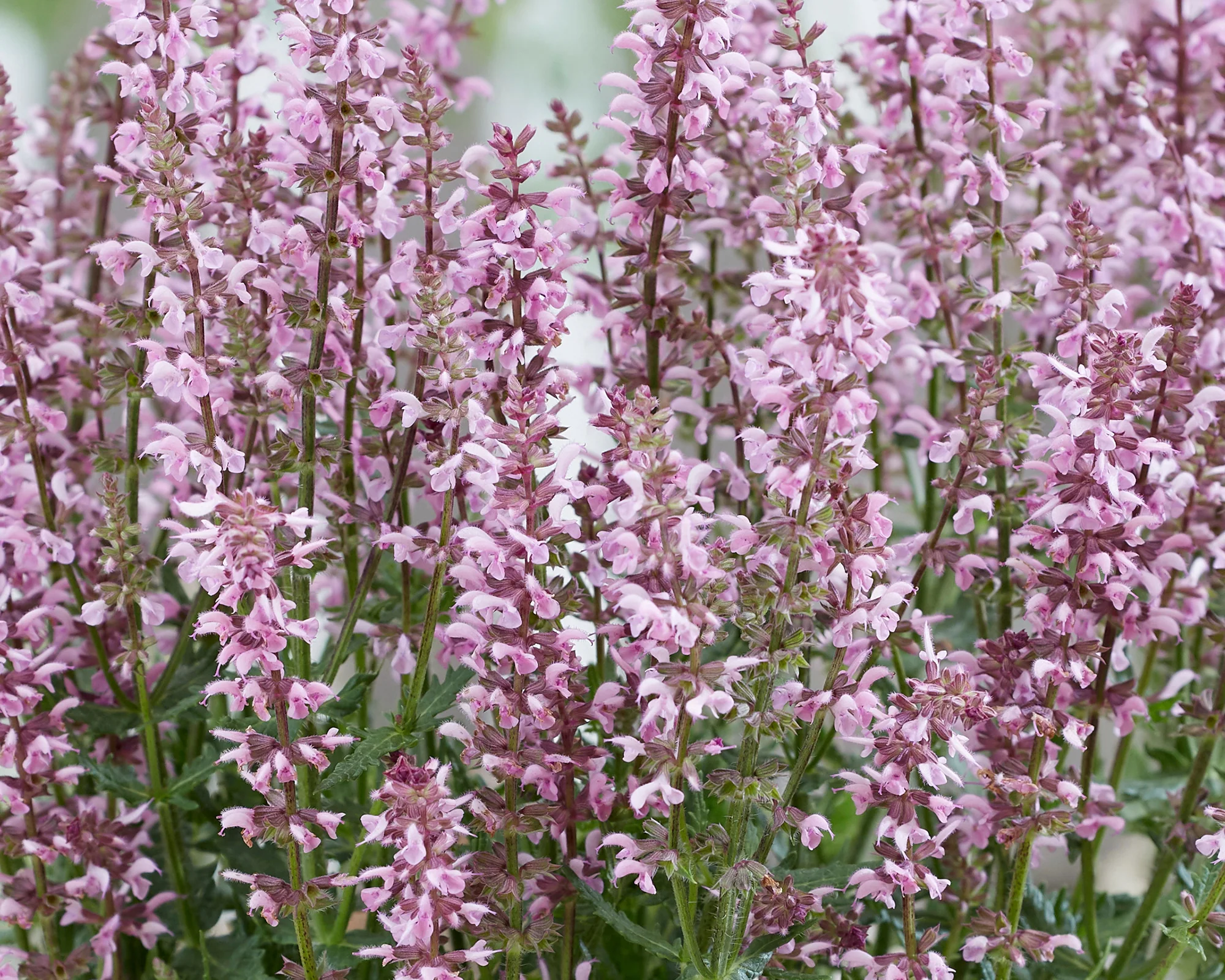Salvia 'Feathers Flamingo' - Image 5