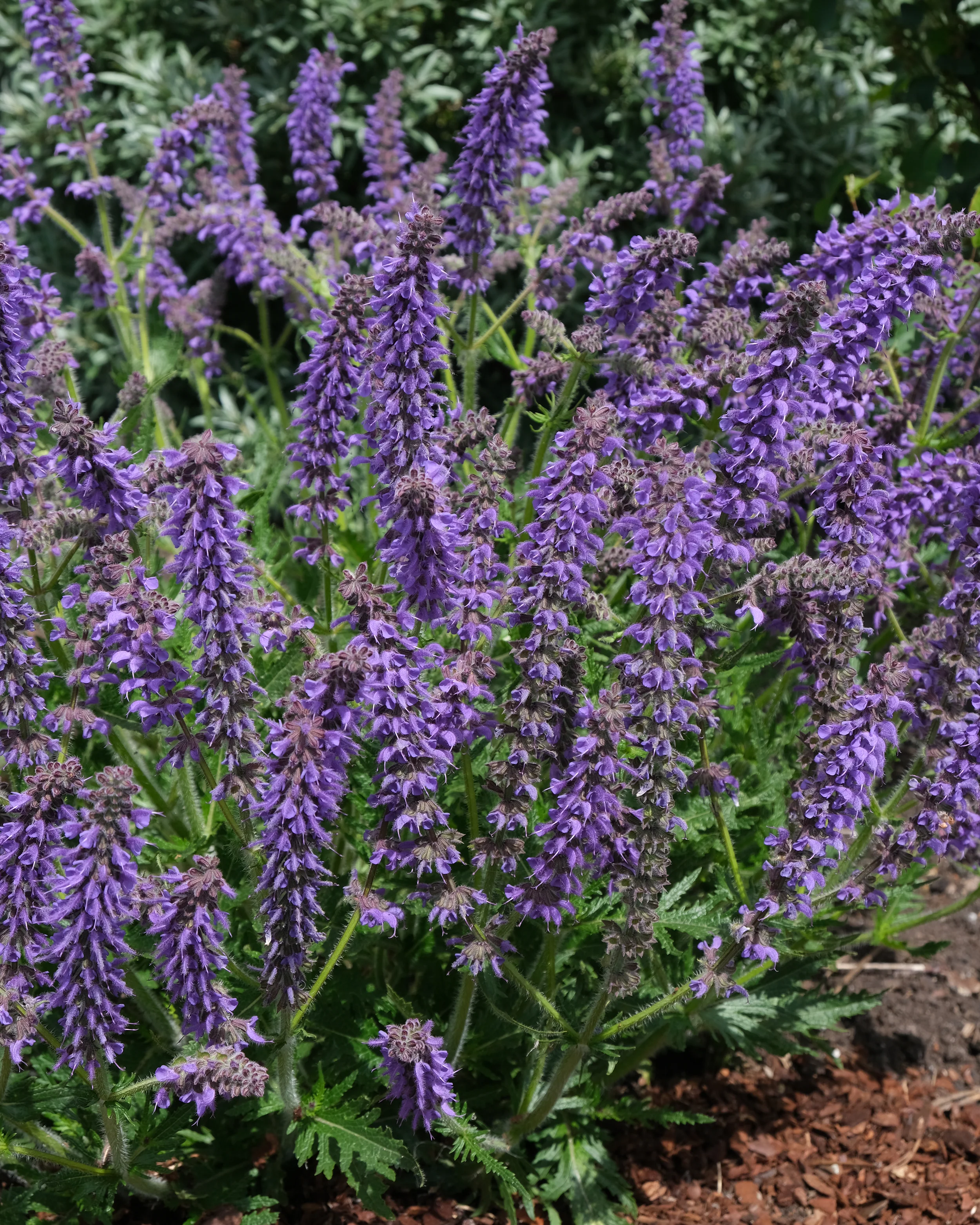 Salvia 'Feathers Peacock' - Image 10