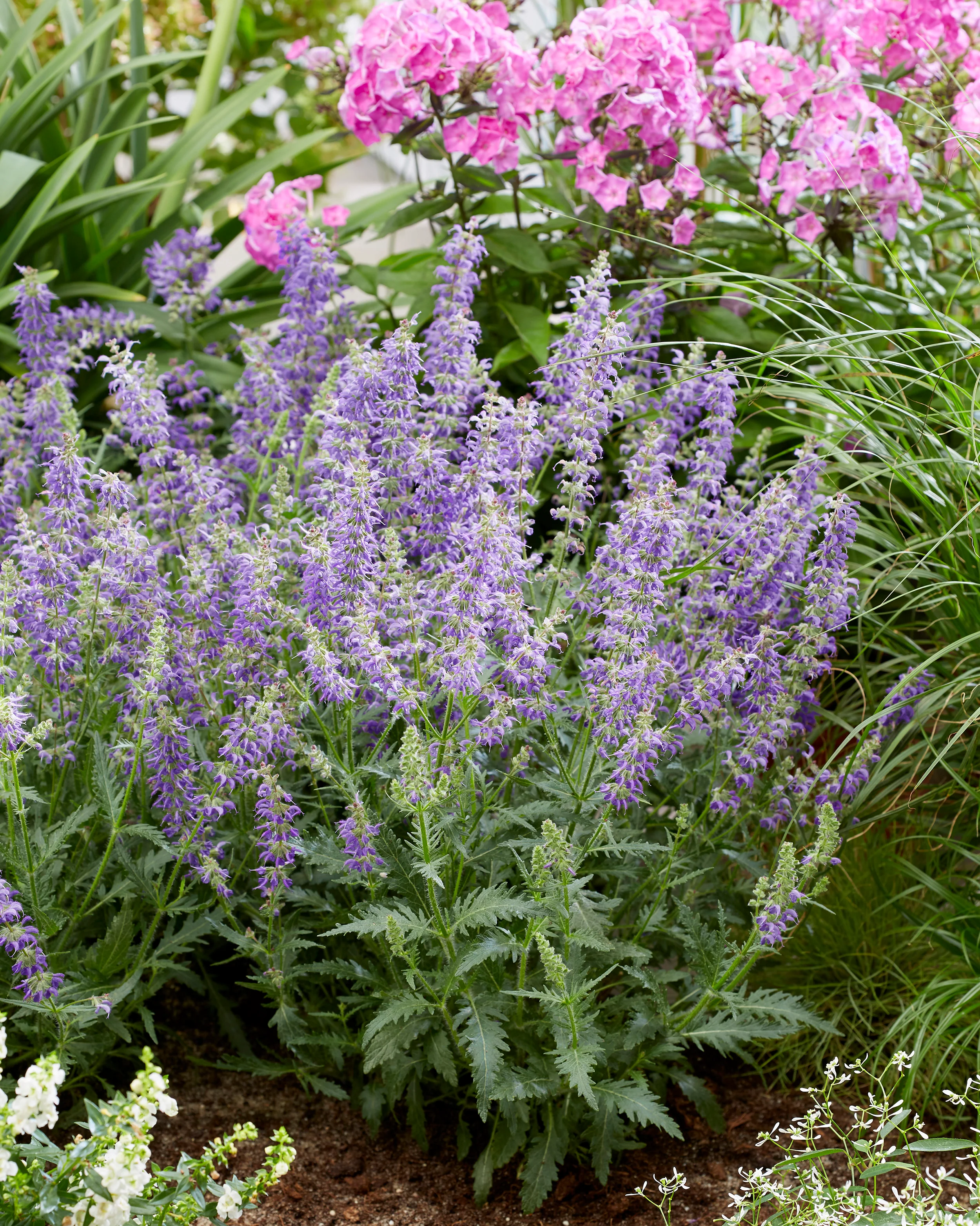 Salvia 'Feathers Peacock' - Image 2