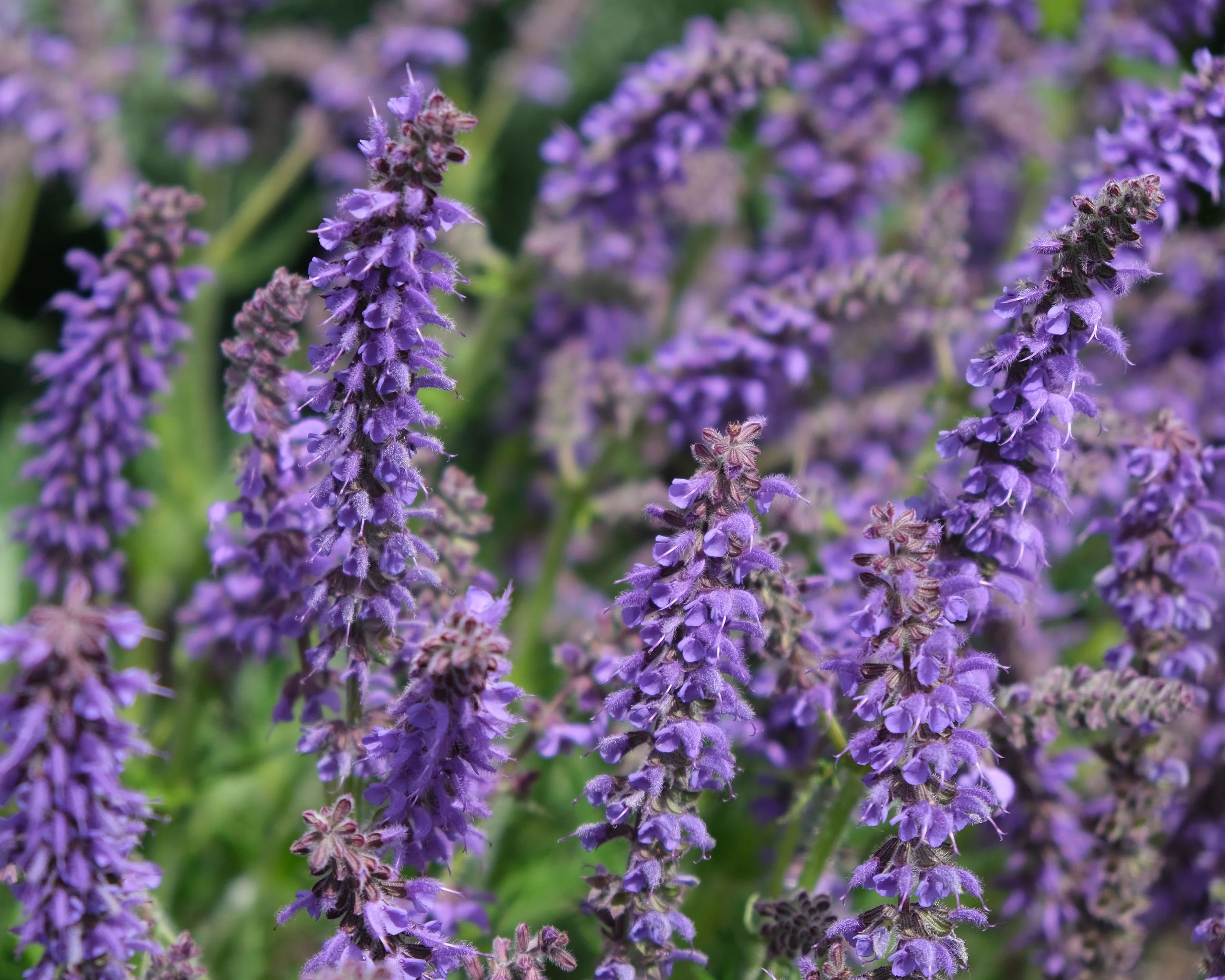 Salvia 'Feathers Peacock' - Image 5