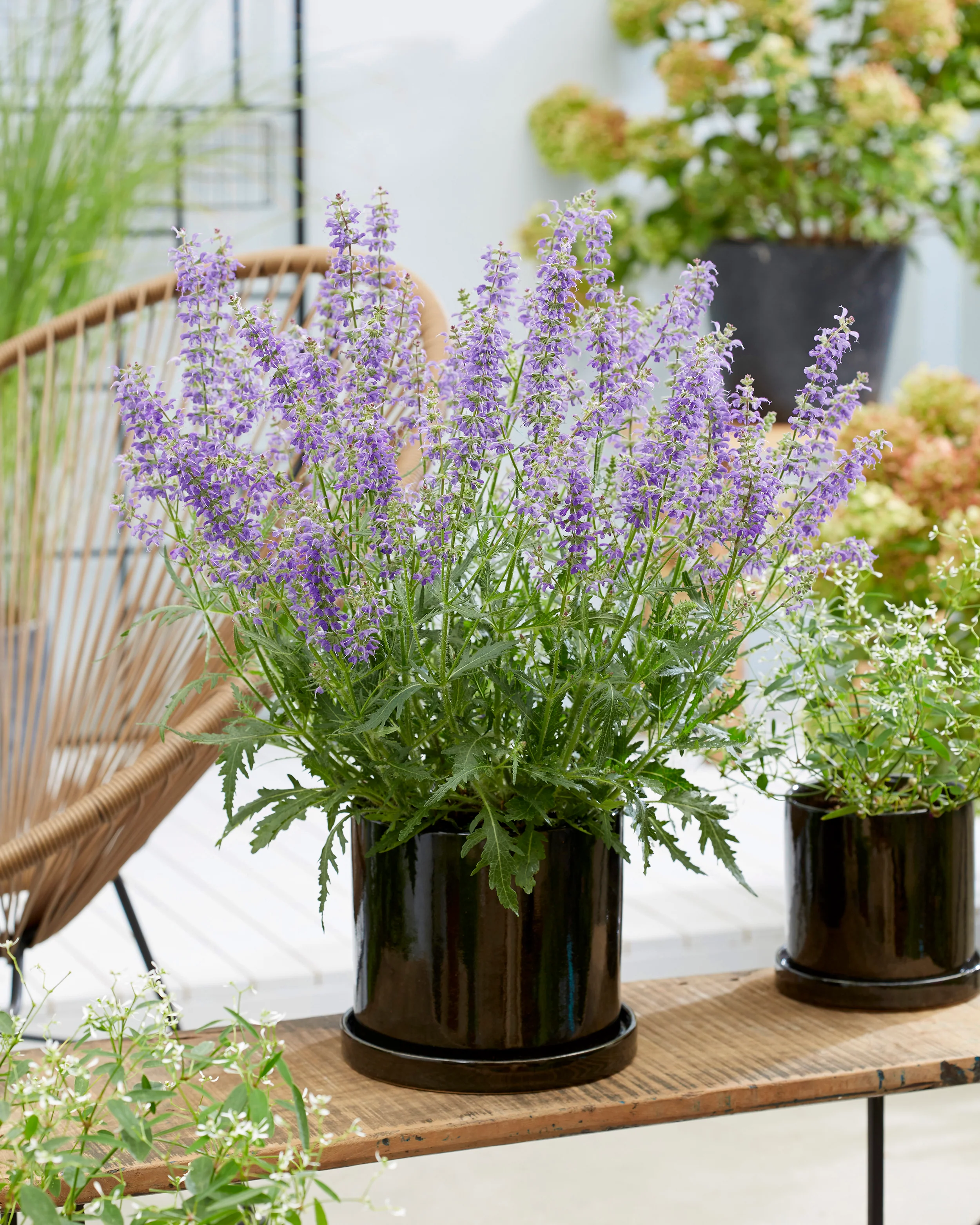 Salvia 'Feathers Peacock' - Image 9