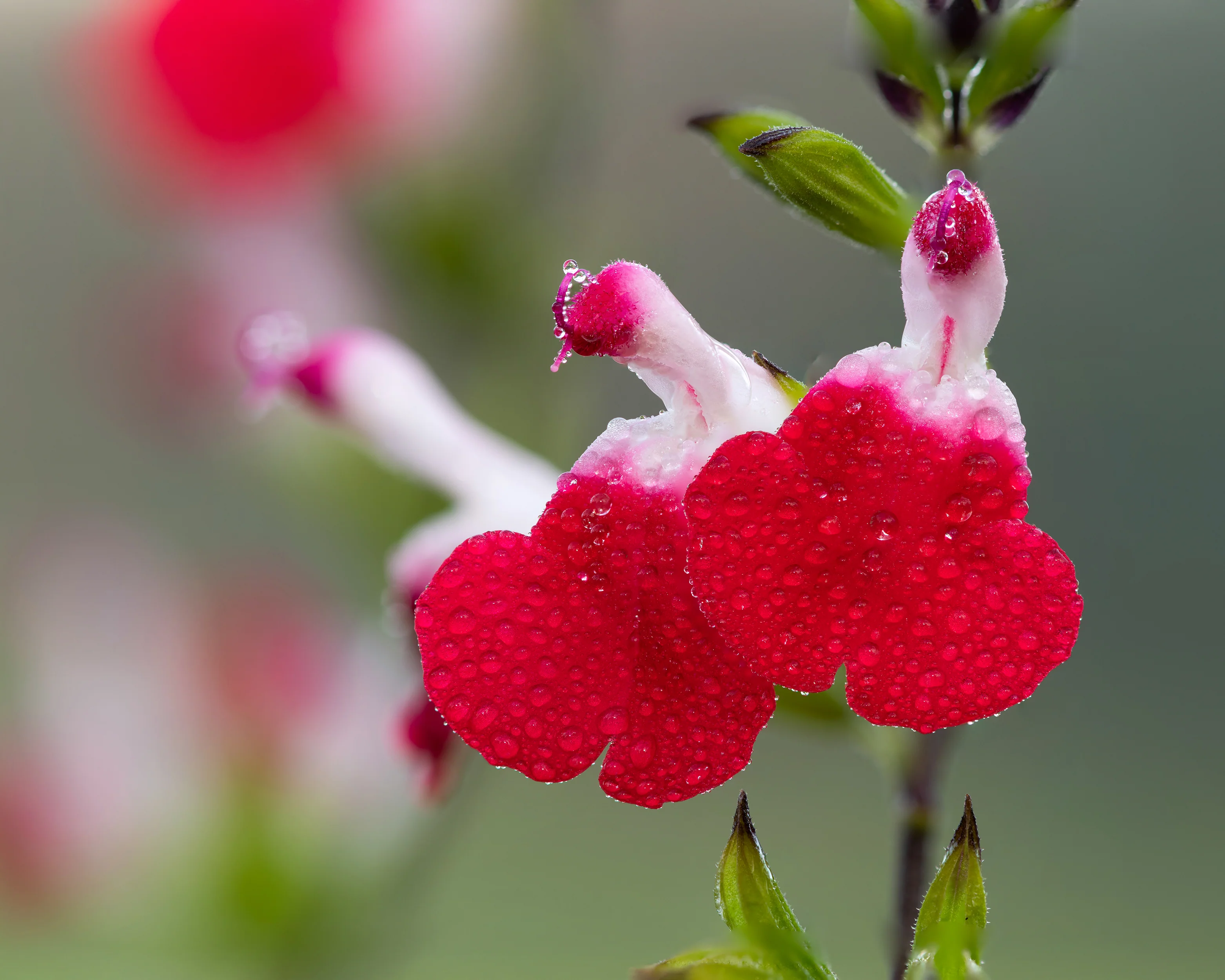 Salvia 'Hot Lips' - Image 10