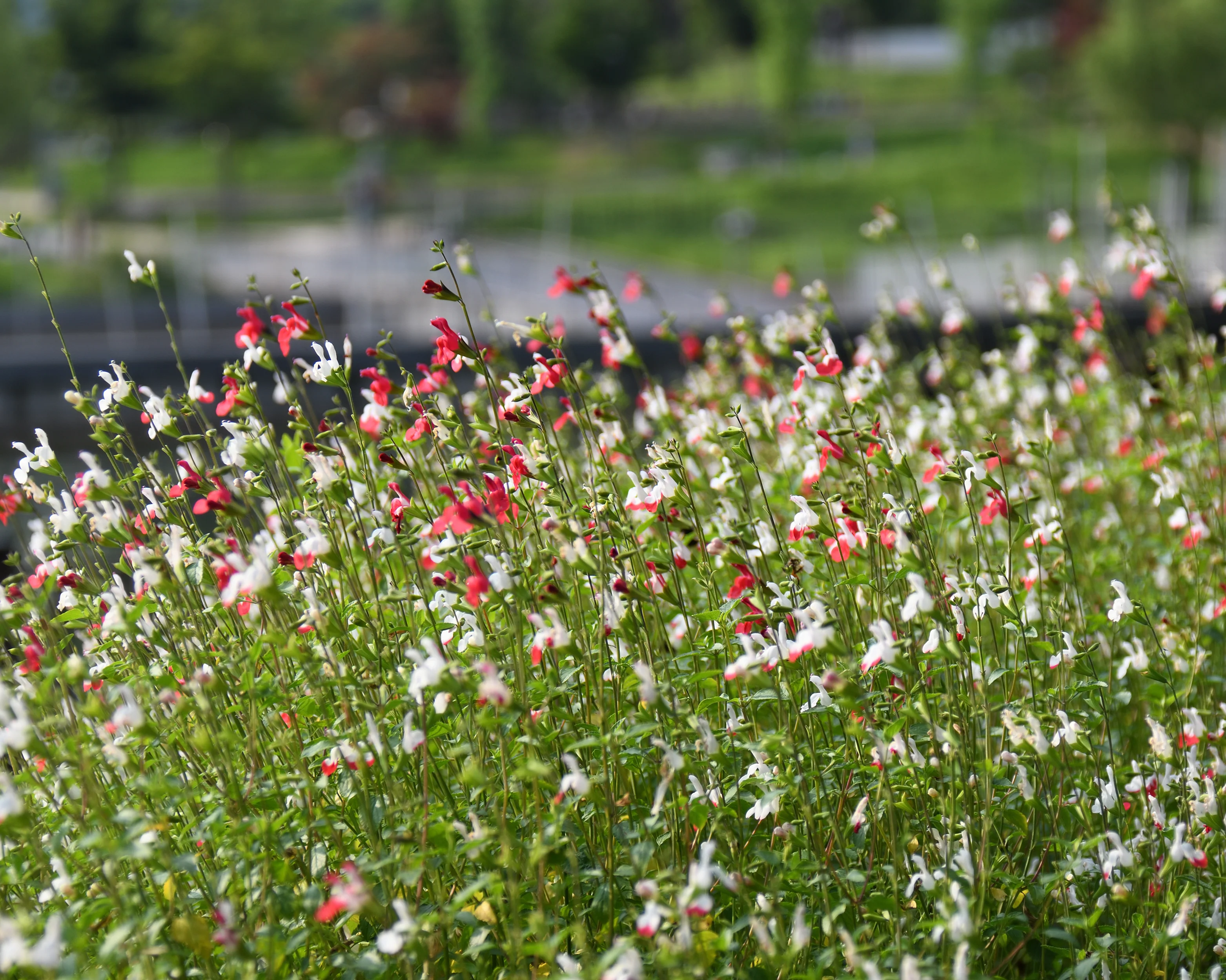 Salvia 'Hot Lips' - Image 11
