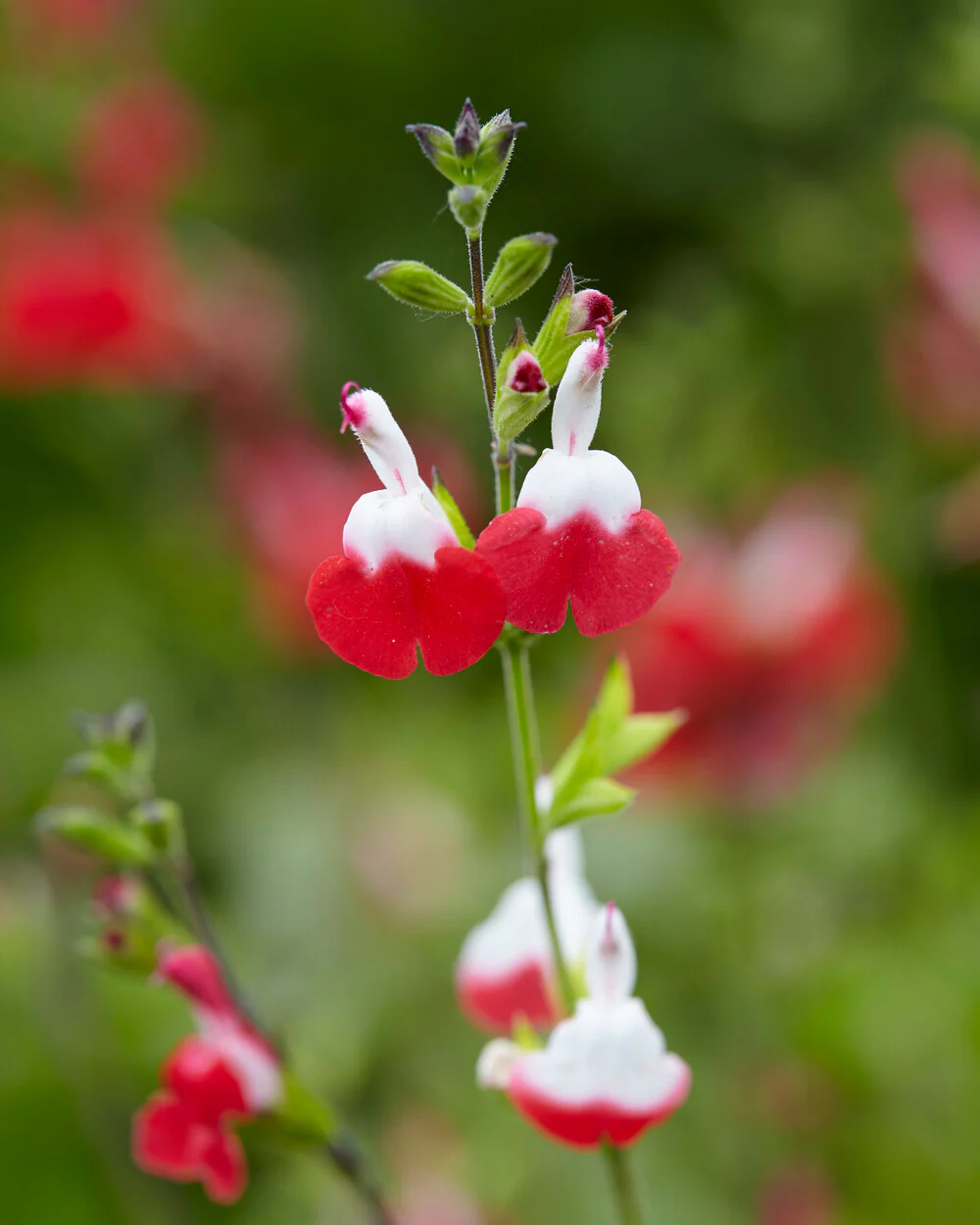 Salvia 'Hot Lips' - Image 3