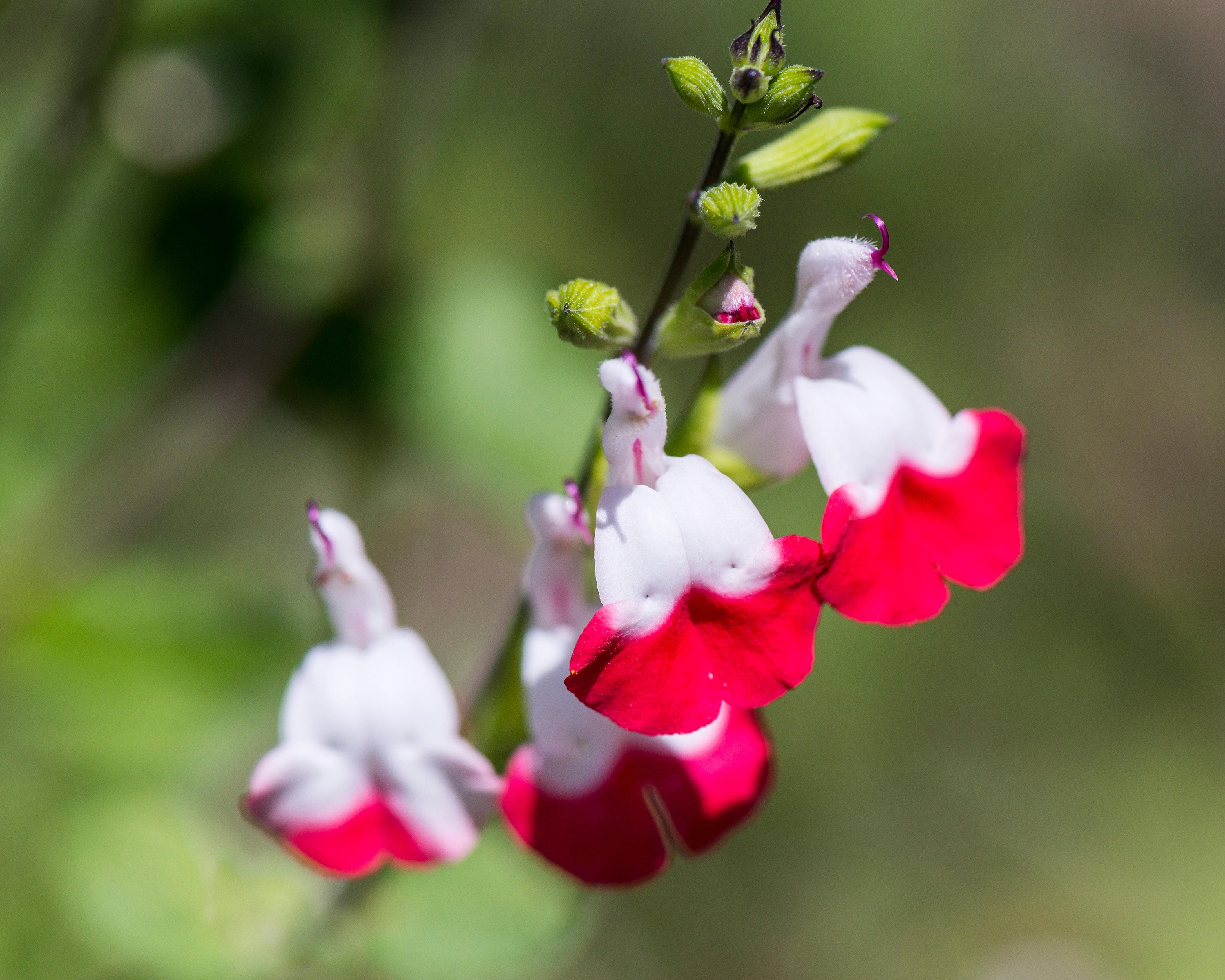 Salvia 'Hot Lips' - Image 5