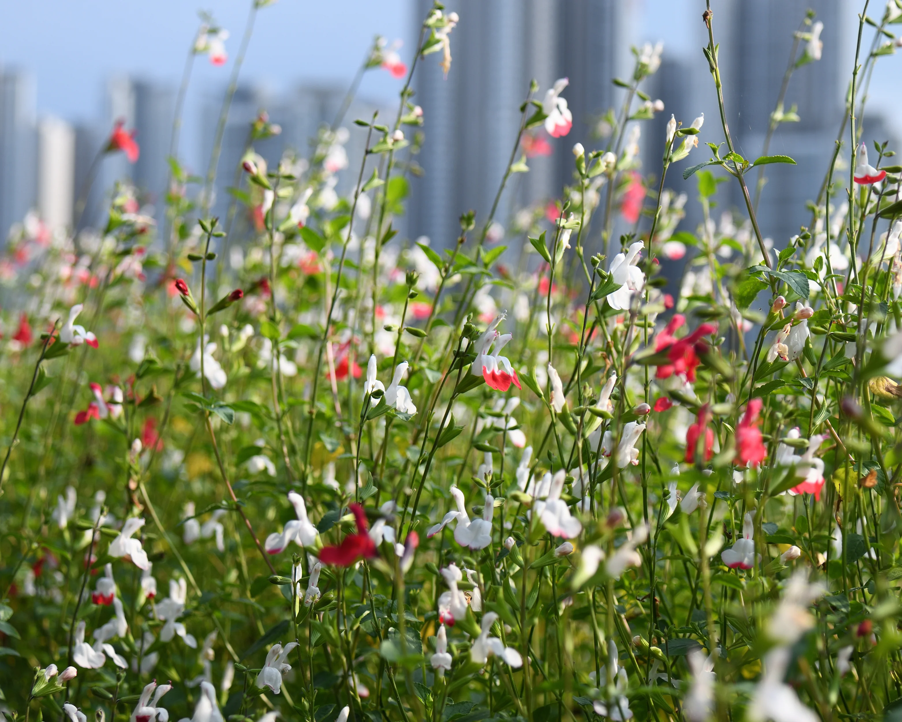 Salvia 'Hot Lips' - Image 8