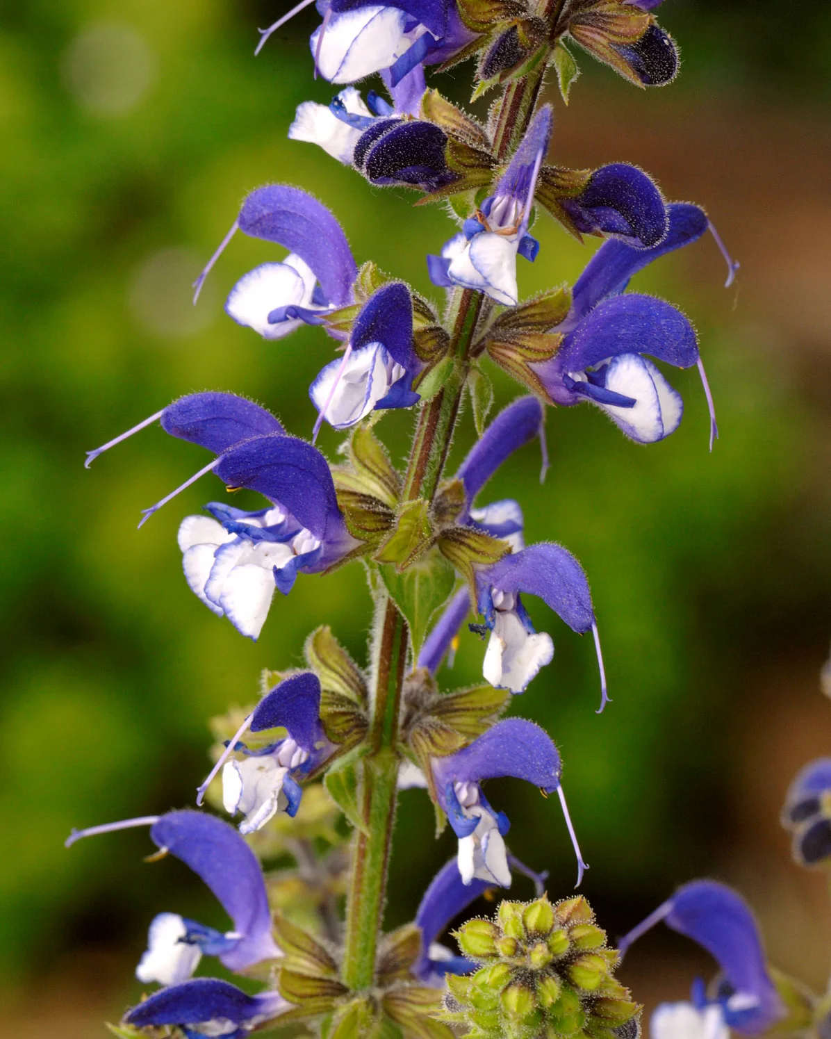 Salvia 'Madeline' - Image 4