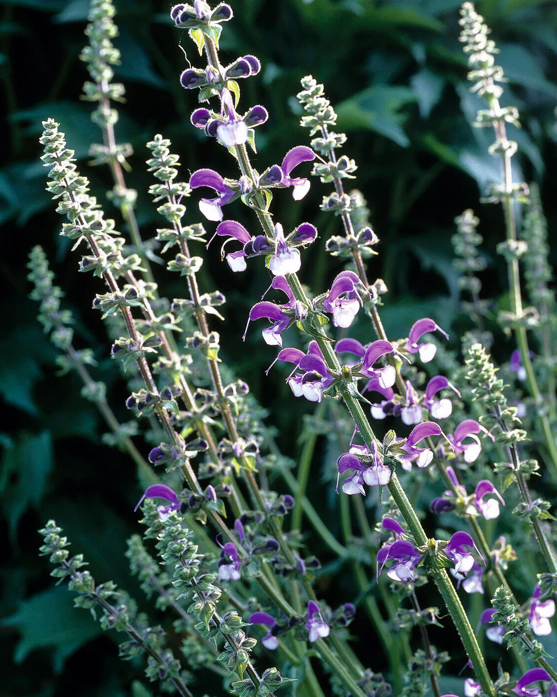Salvia 'Madeline' - Image 5