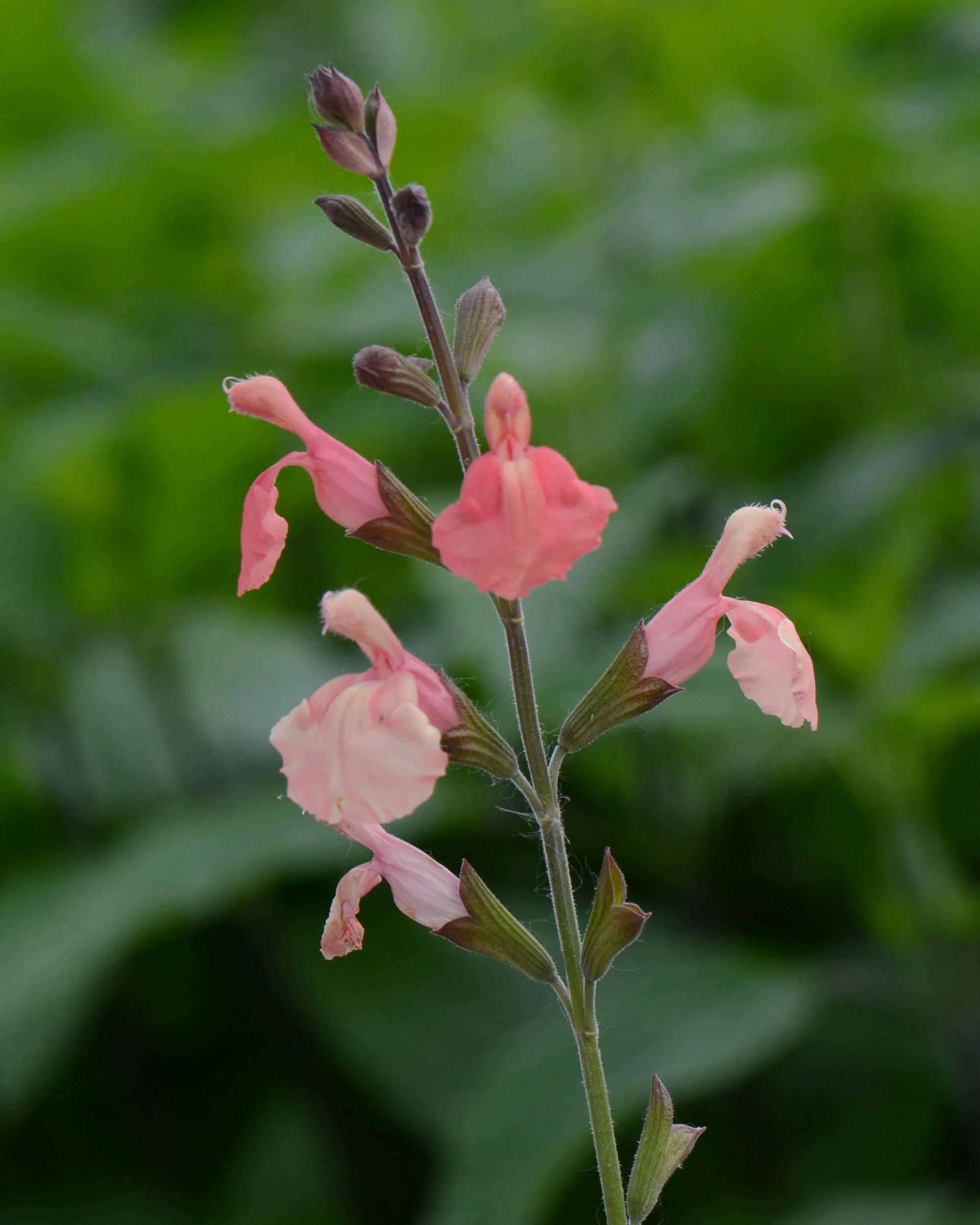 Salvia 'Papajan' - Image 2