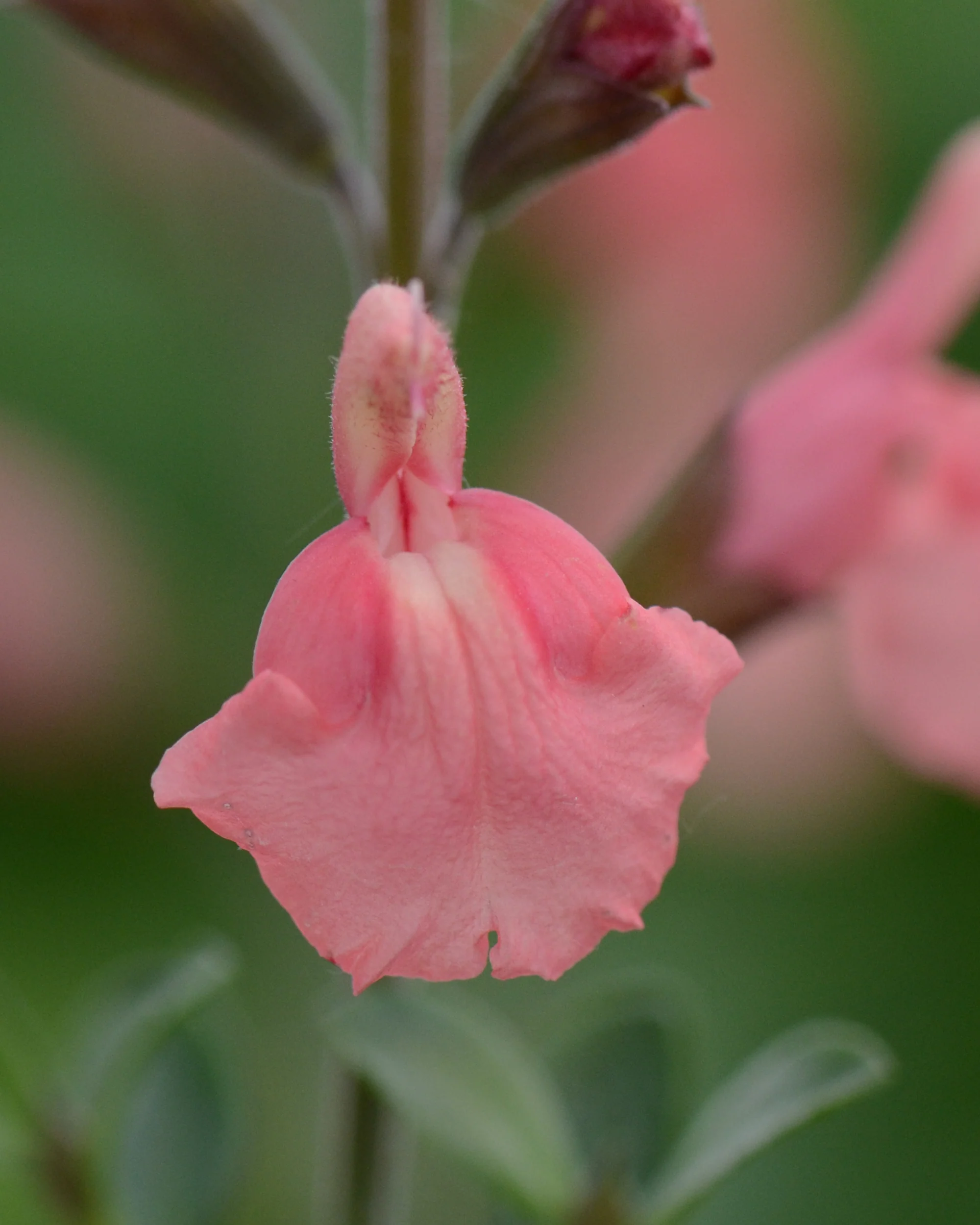 Salvia 'Papajan' - Image 5