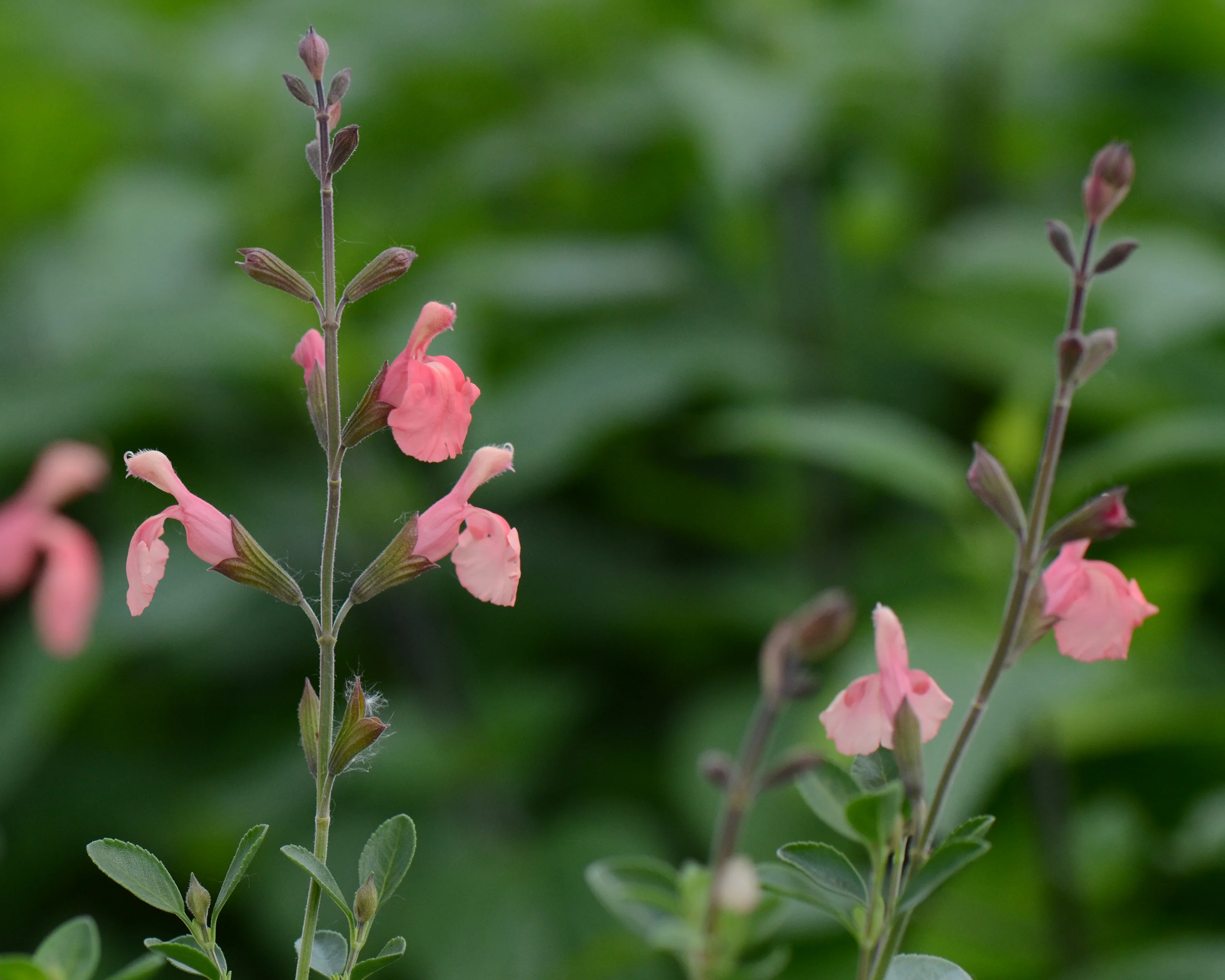 Salvia 'Papajan' - Image 6