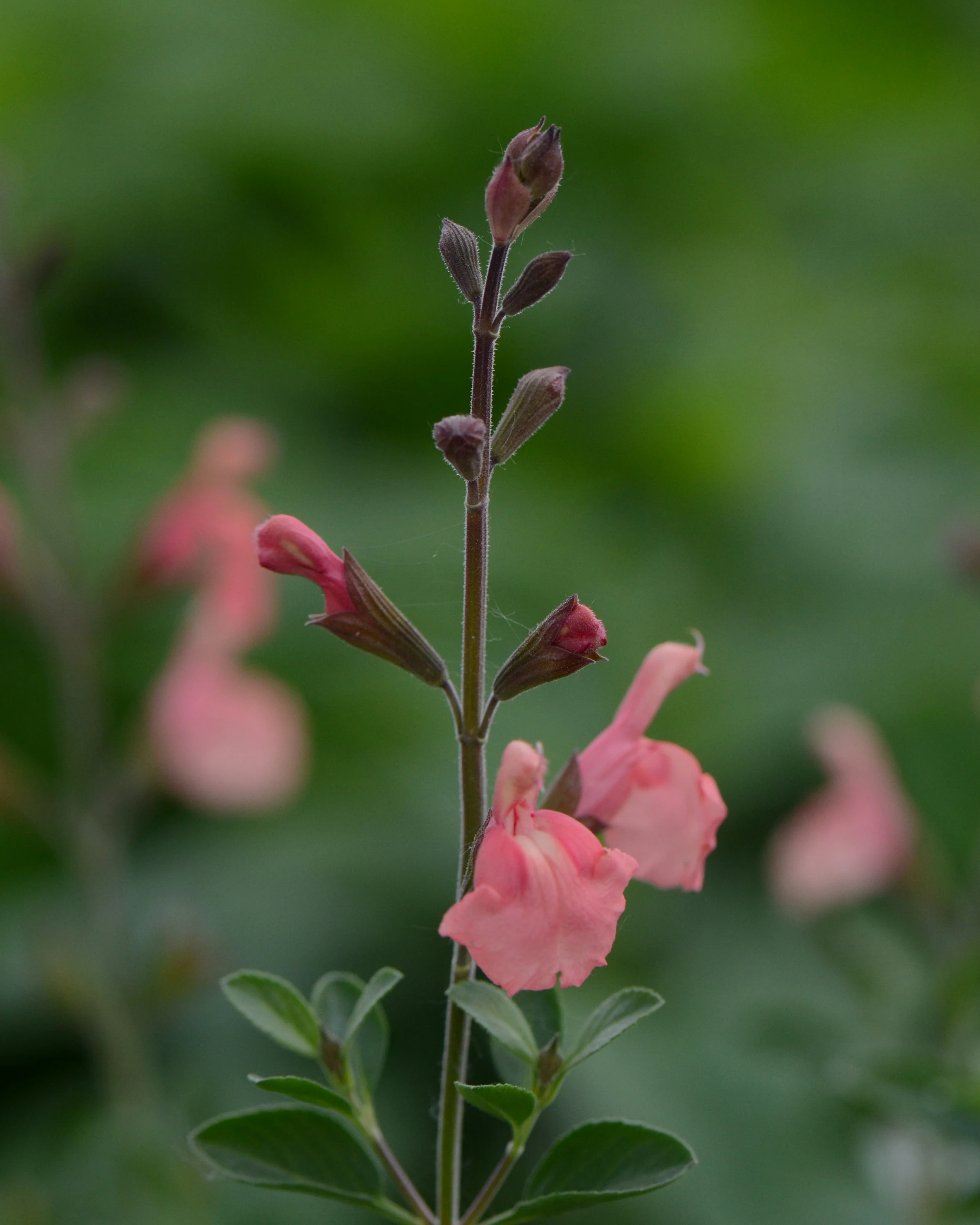 Salvia 'Papajan' - Image 7