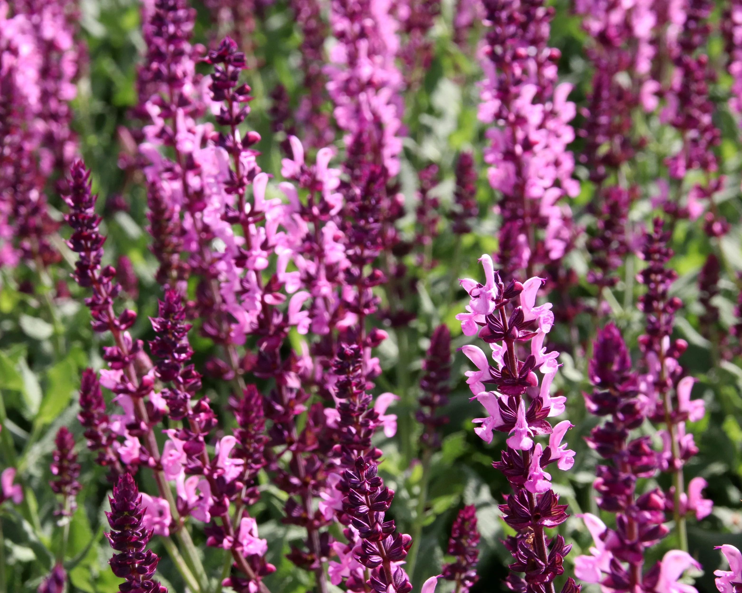 Salvia 'Pink Beauty' - Image 3