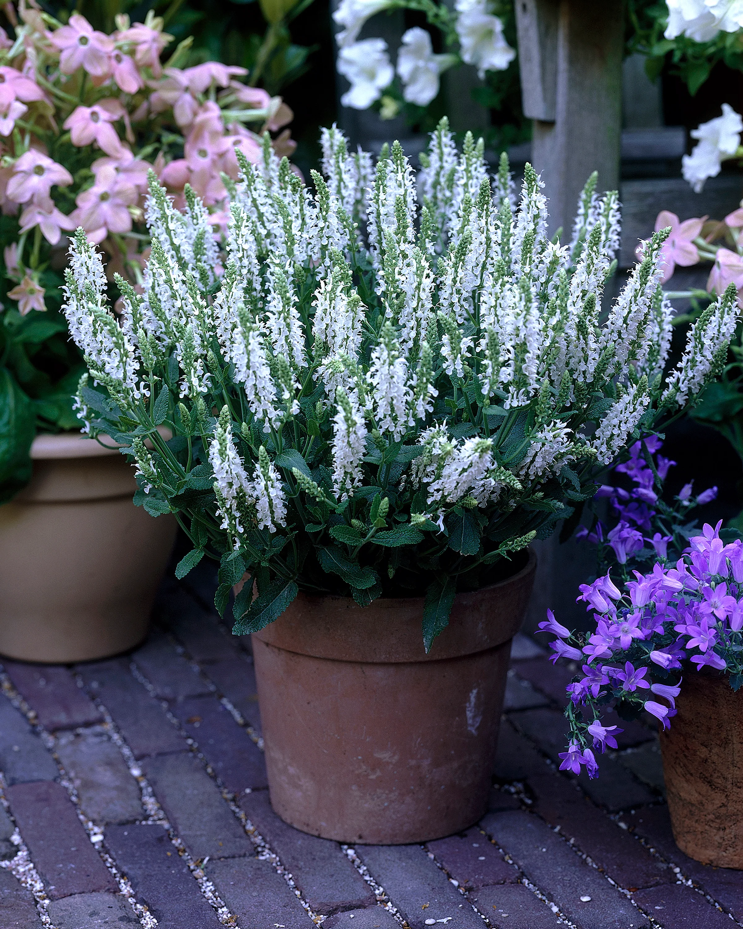 Salvia 'Schneehügel' - Image 7