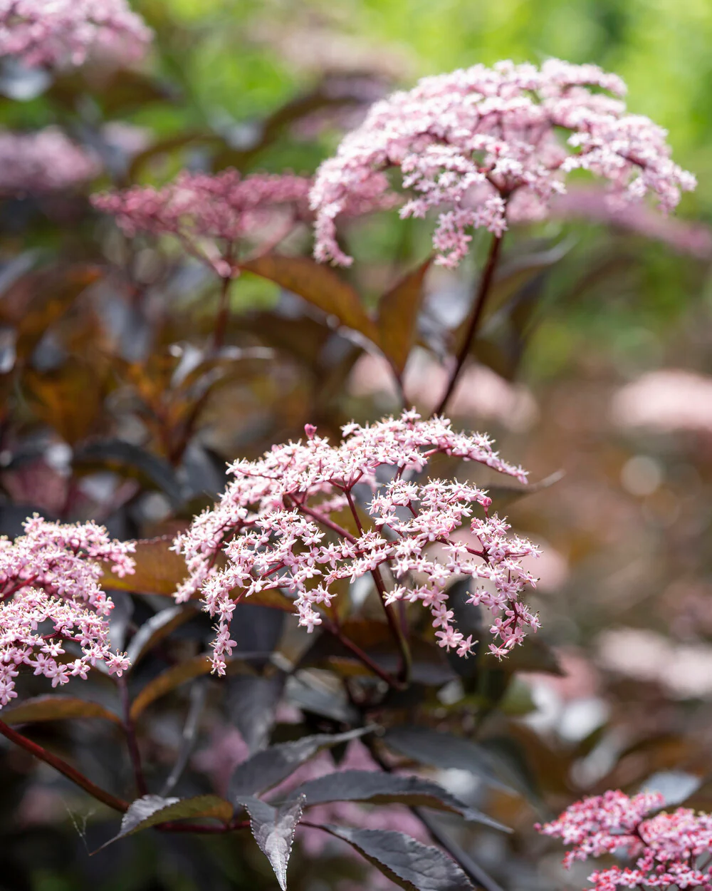 Sambucus 'Black Beauty' - Image 2