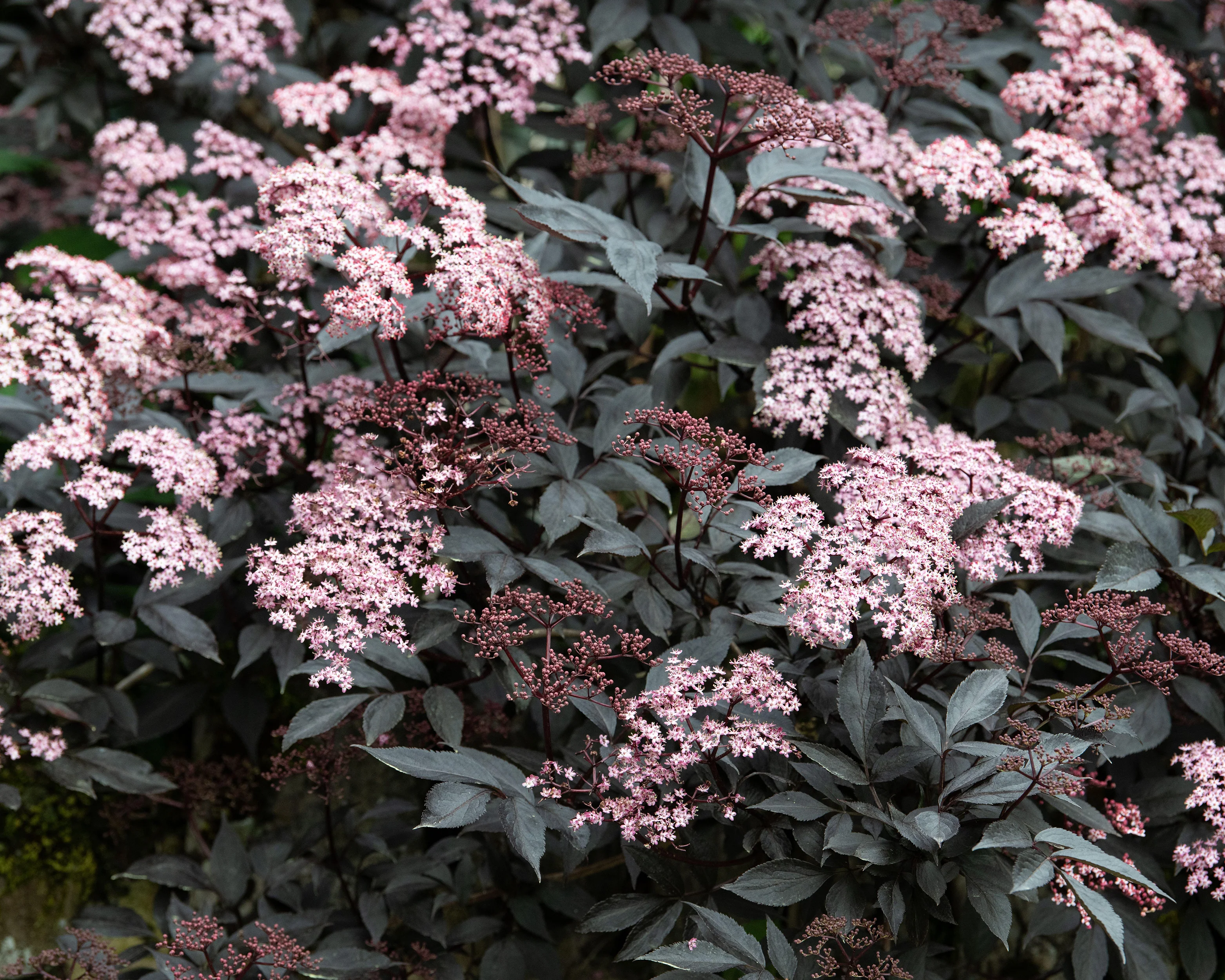 Sambucus 'Black Beauty' - Image 3
