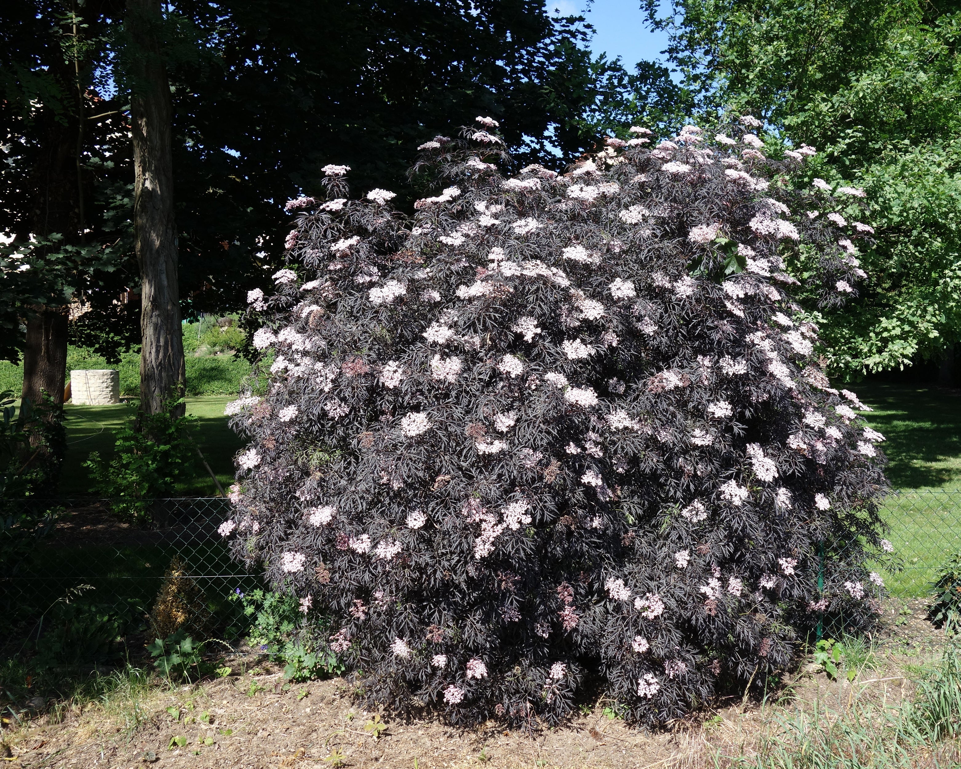 Sambucus 'Black Beauty' - Image 4