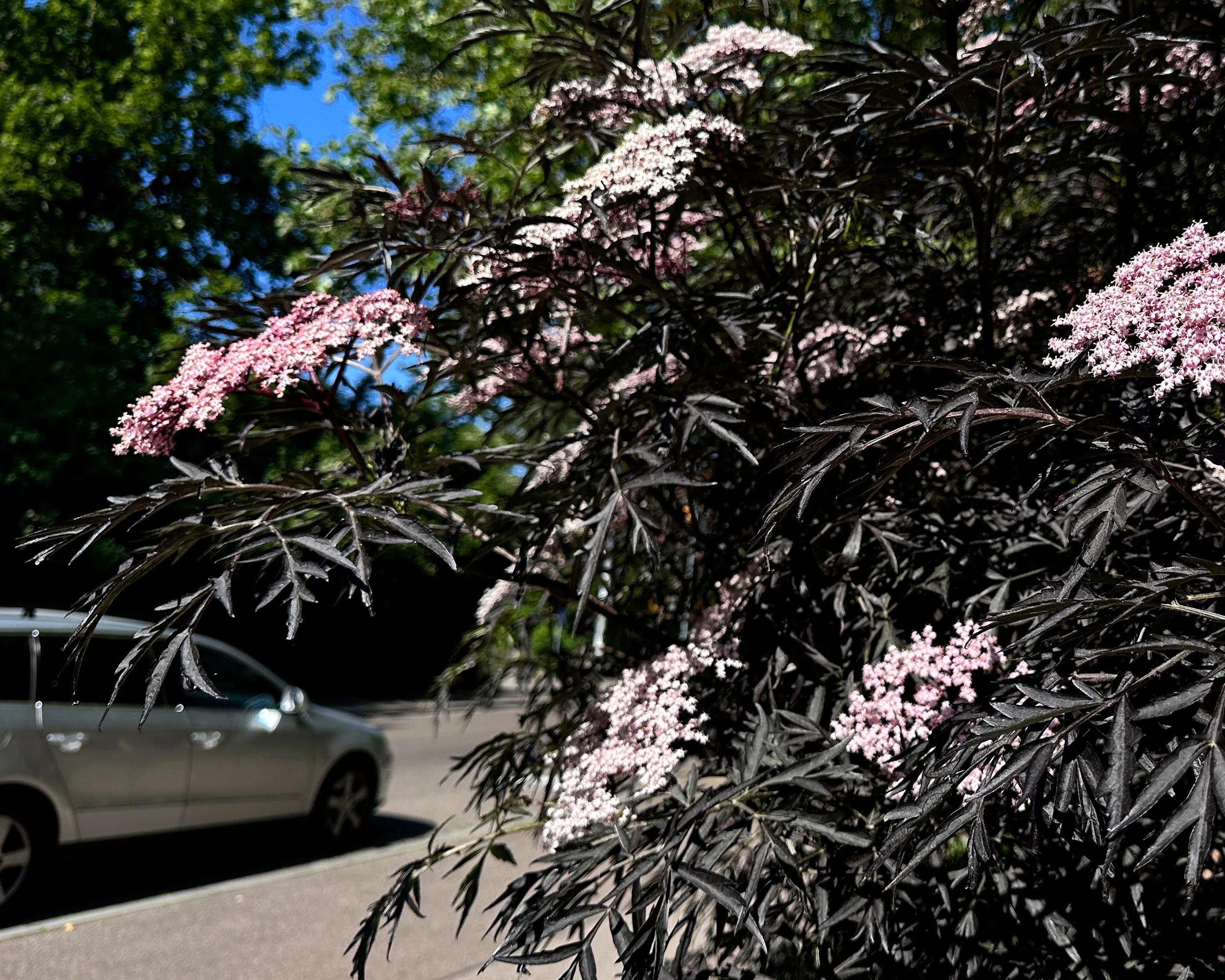 Sambucus 'Black Beauty' - Image 5