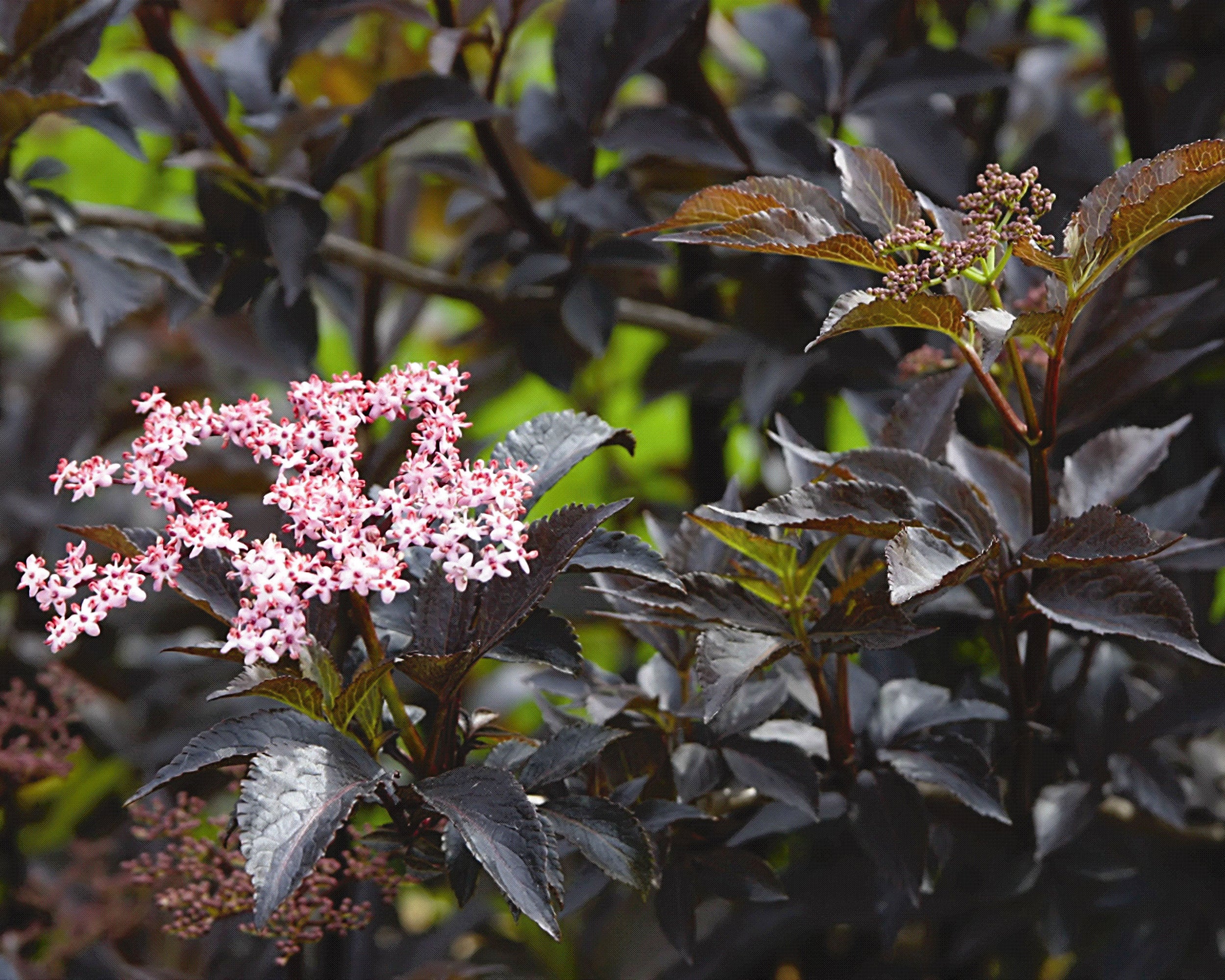Sambucus 'Black Beauty' - Image 6