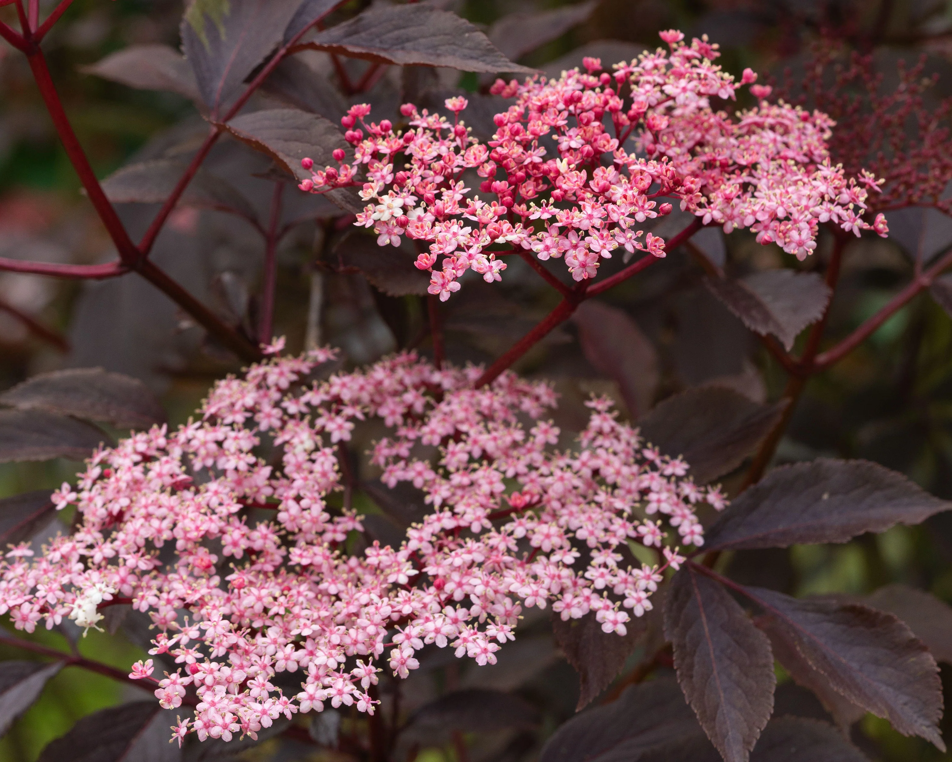Sambucus 'Black Beauty' - Image 8
