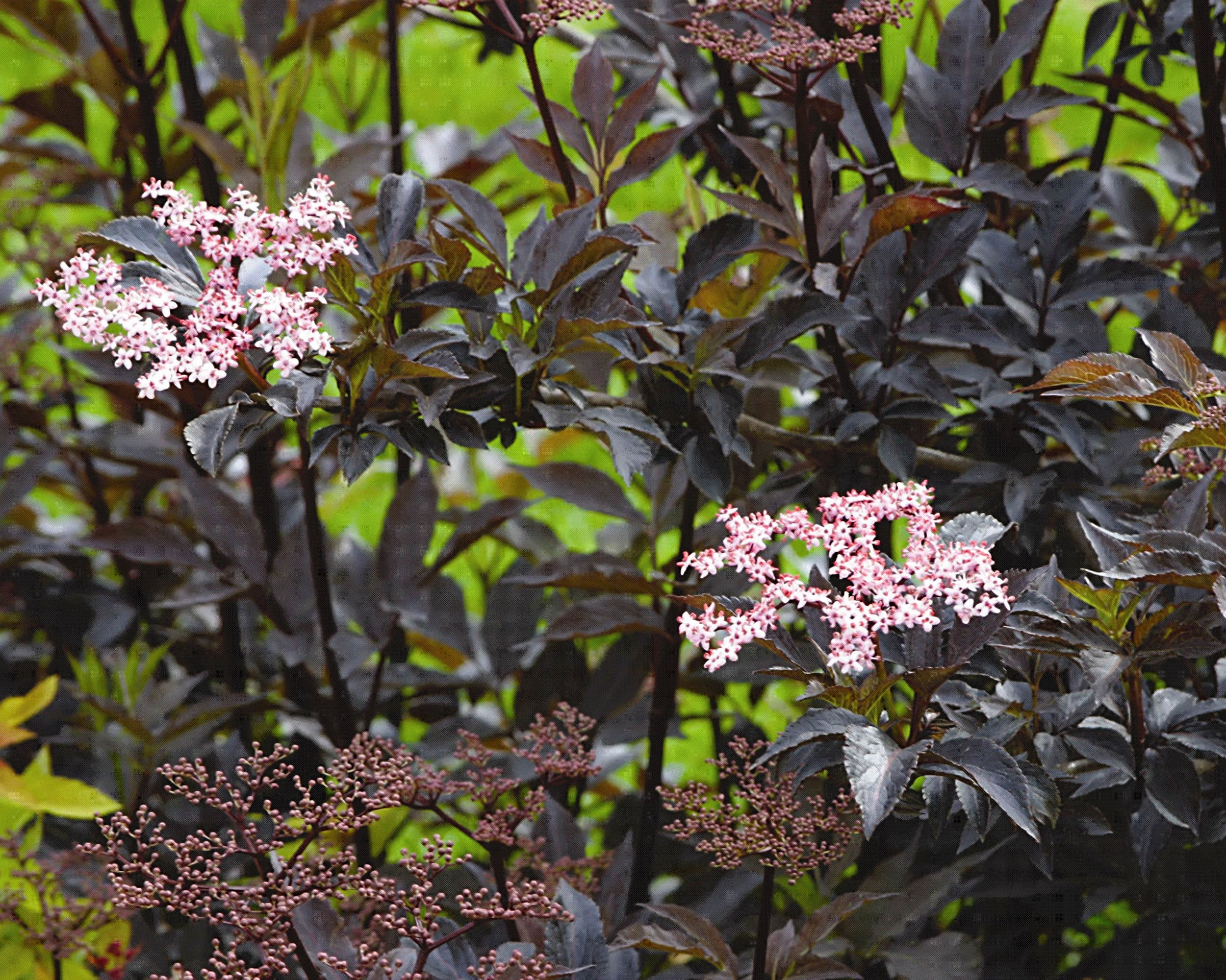 Sambucus 'Black Beauty' - Image 9
