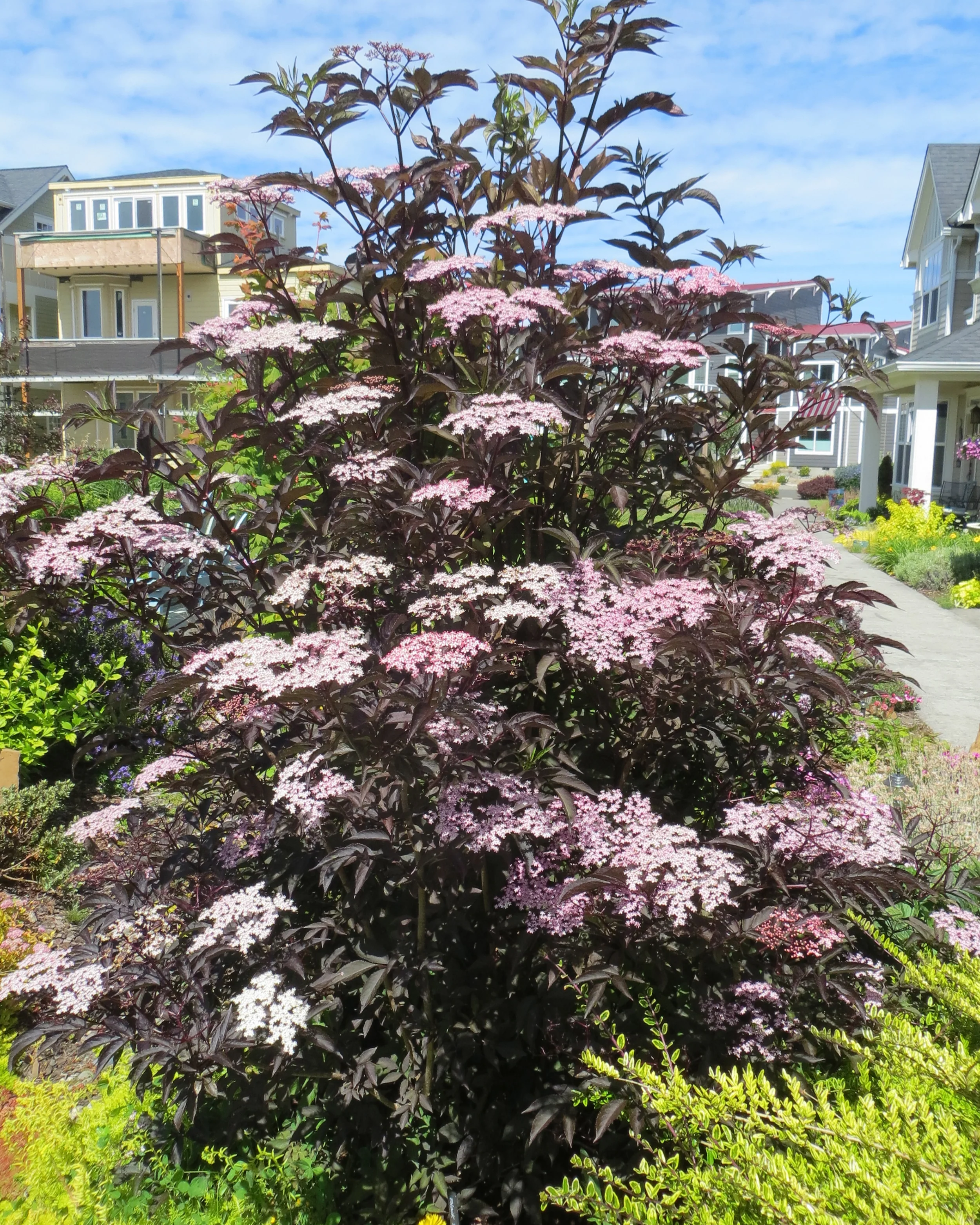 Sambucus 'Black Lace' - Image 10