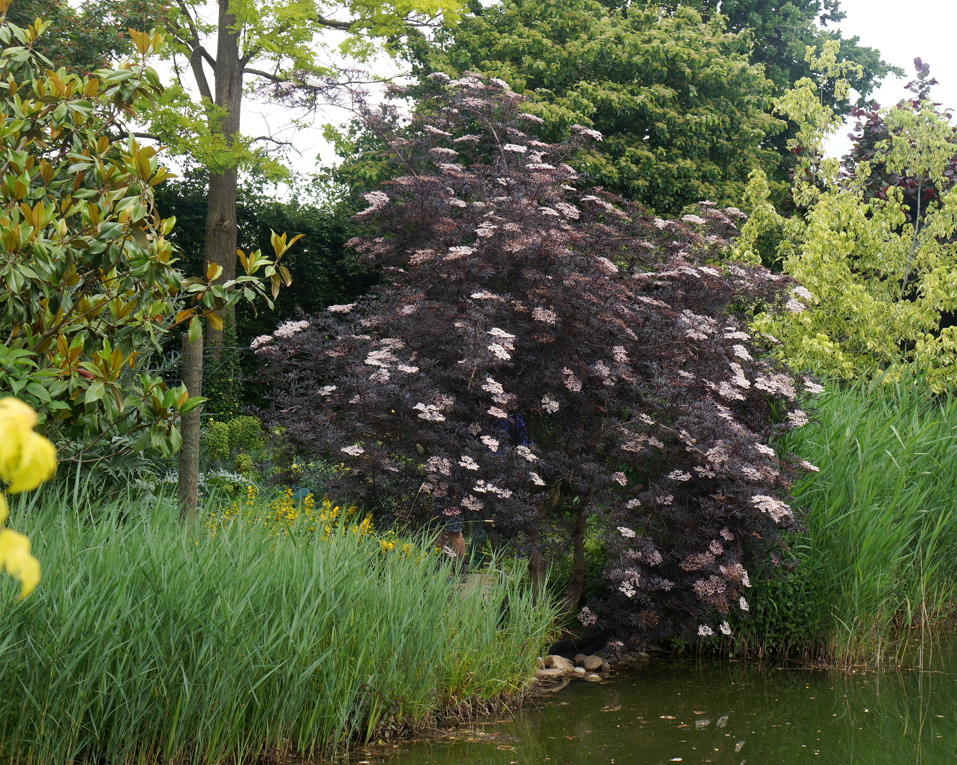 Sambucus 'Black Lace' - Image 11