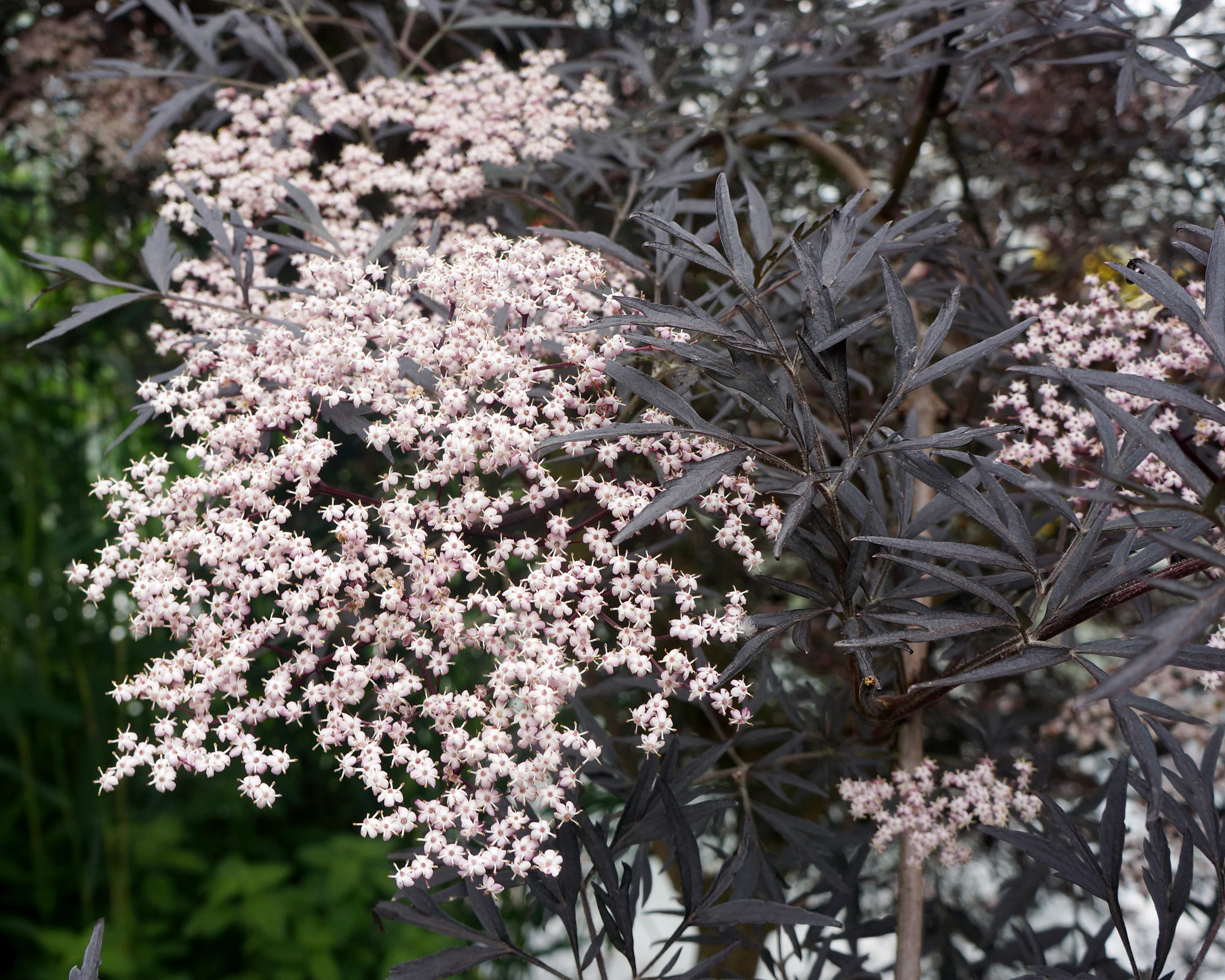 Sambucus 'Black Lace' - Image 12