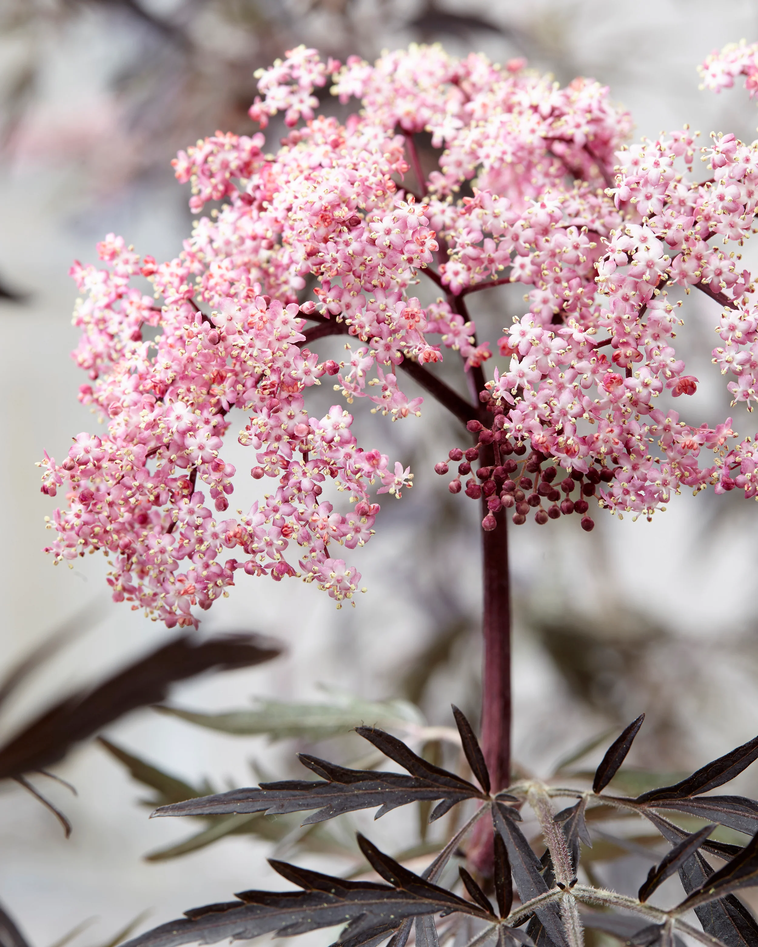 Sambucus 'Black Lace' - Image 13