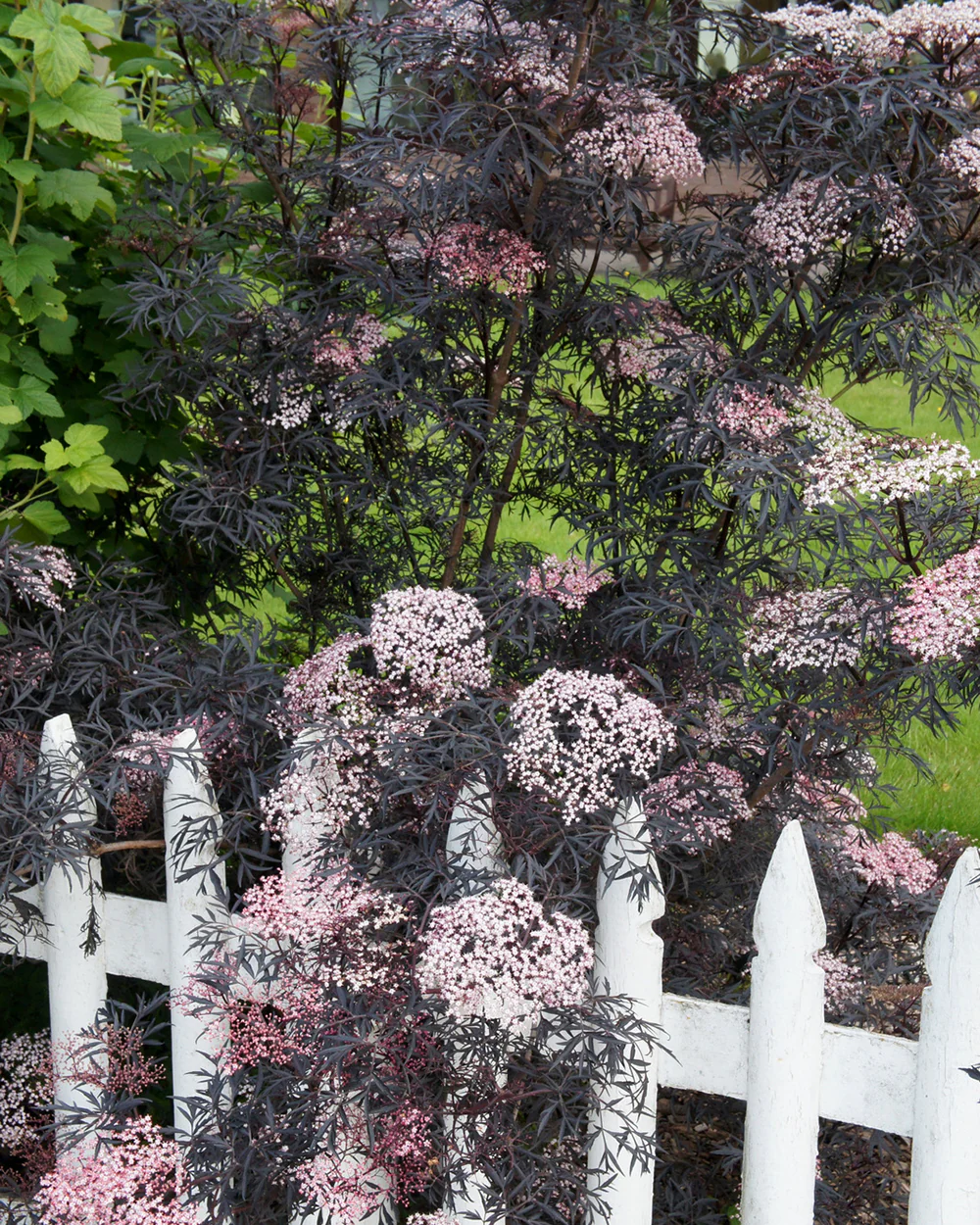 Sambucus 'Black Lace' - Image 3