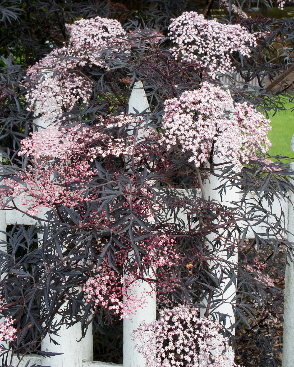 Sambucus 'Black Lace' - Image 7