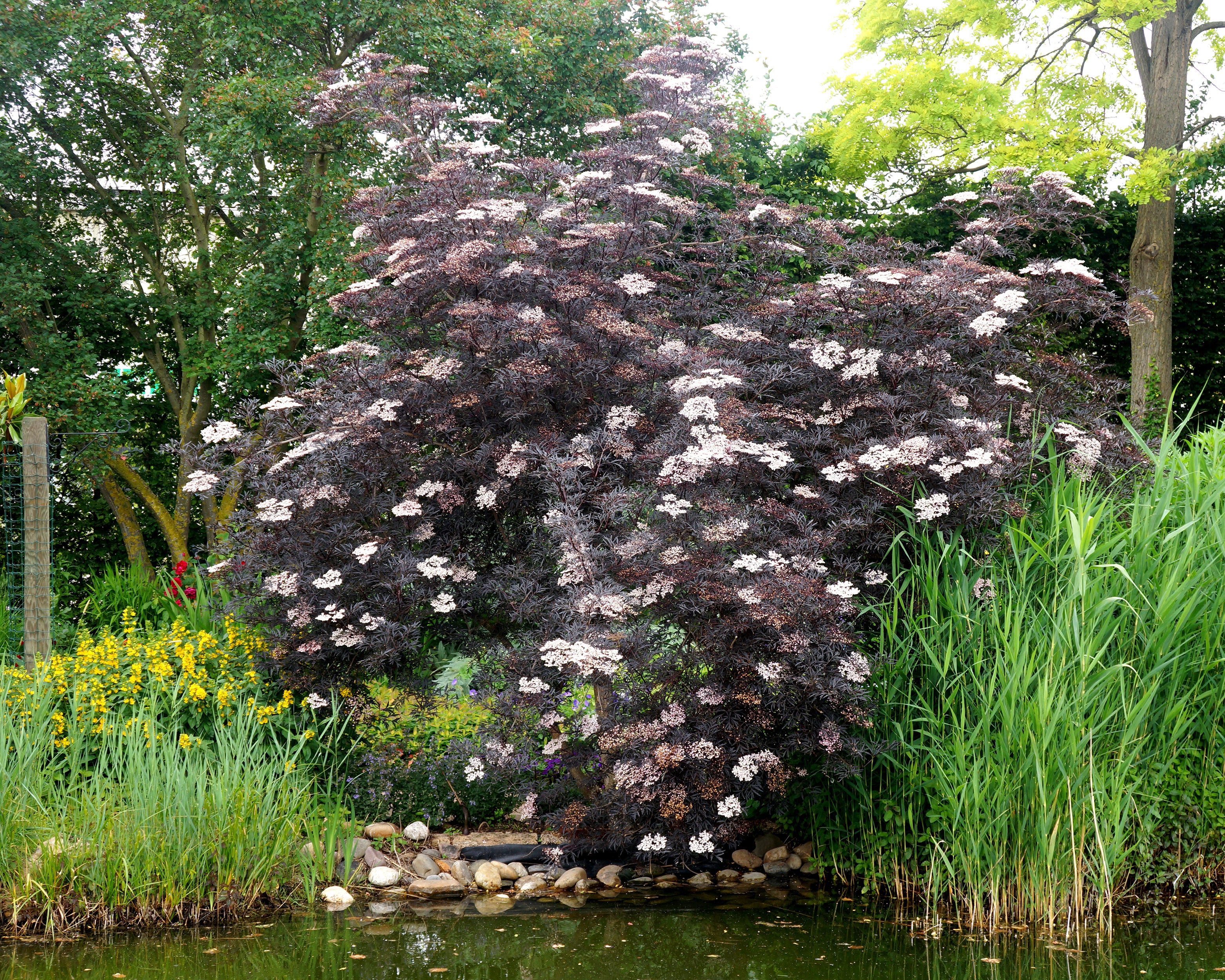 Sambucus 'Black Lace' - Image 9