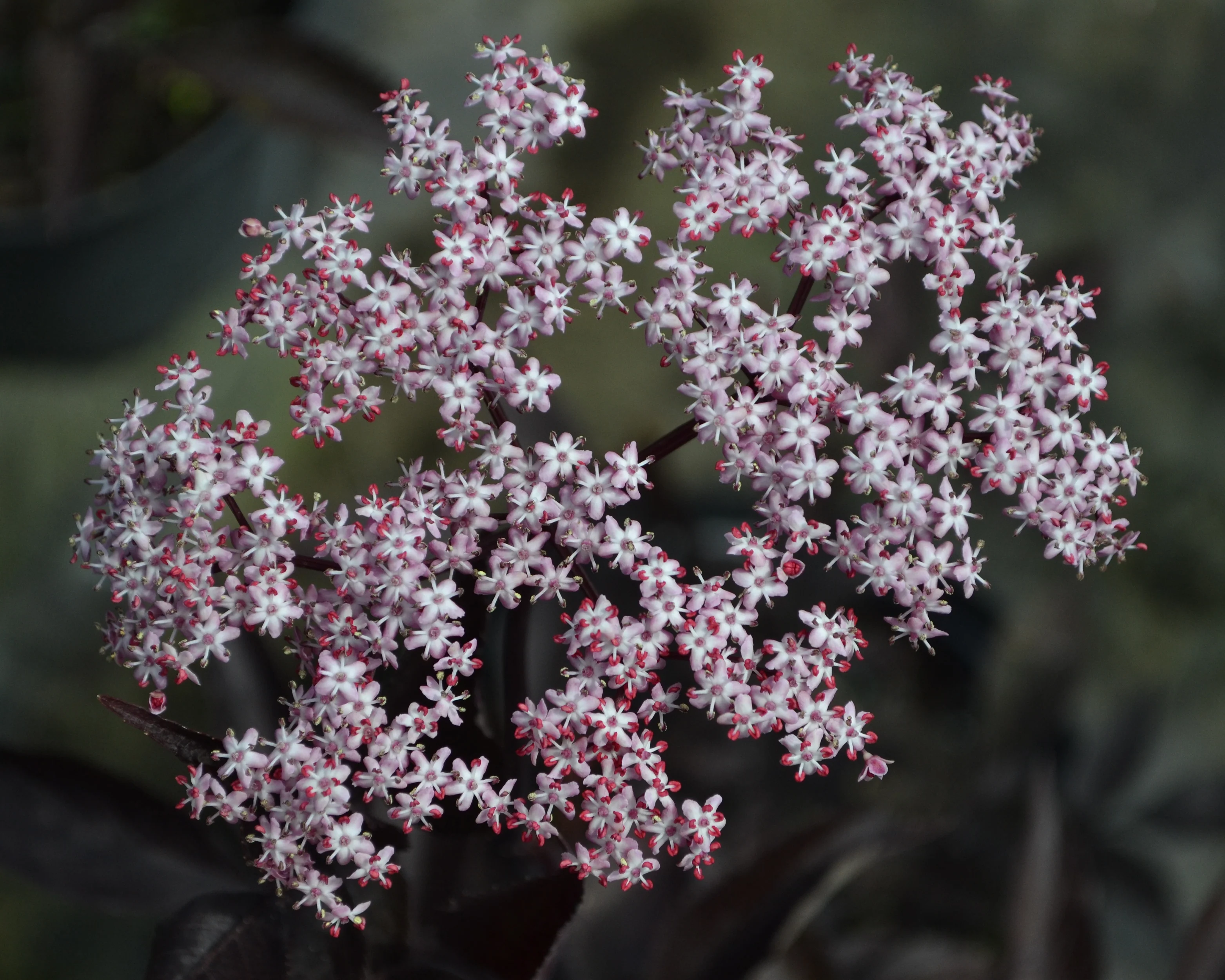 Sambucus 'Black Tower' - Image 2