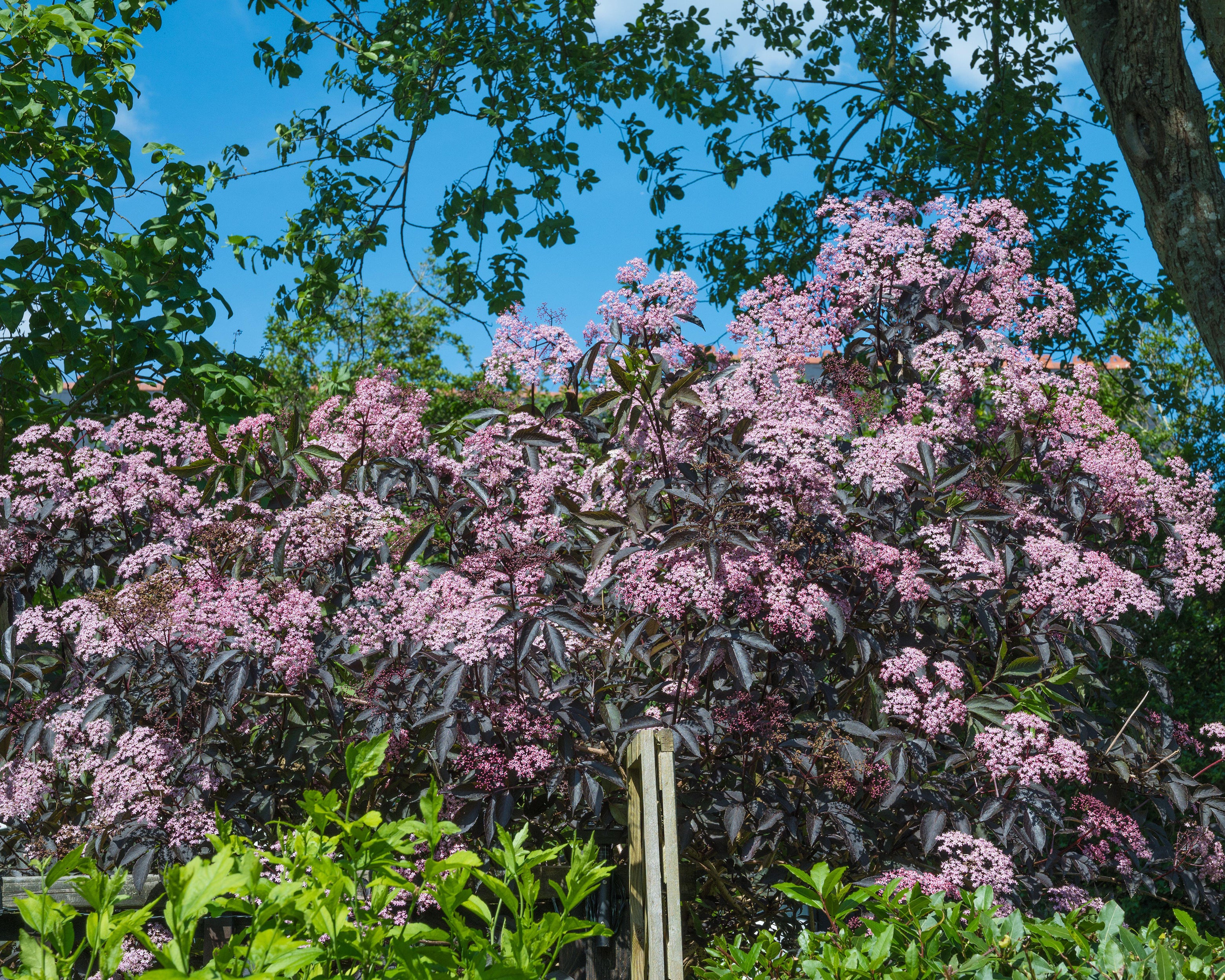 Sambucus 'Black Tower' - Image 3
