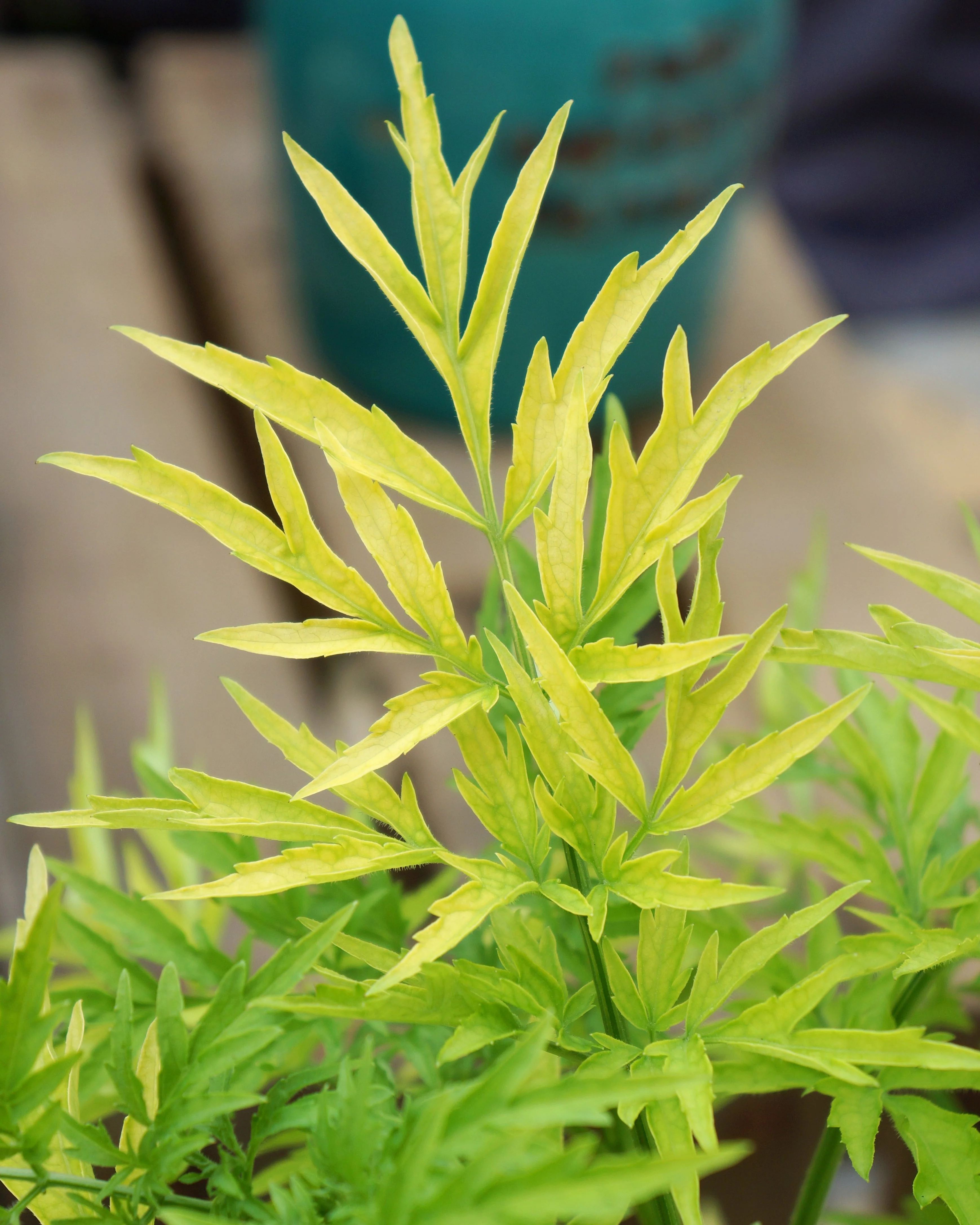 Sambucus 'Golden Tower' - Image 2