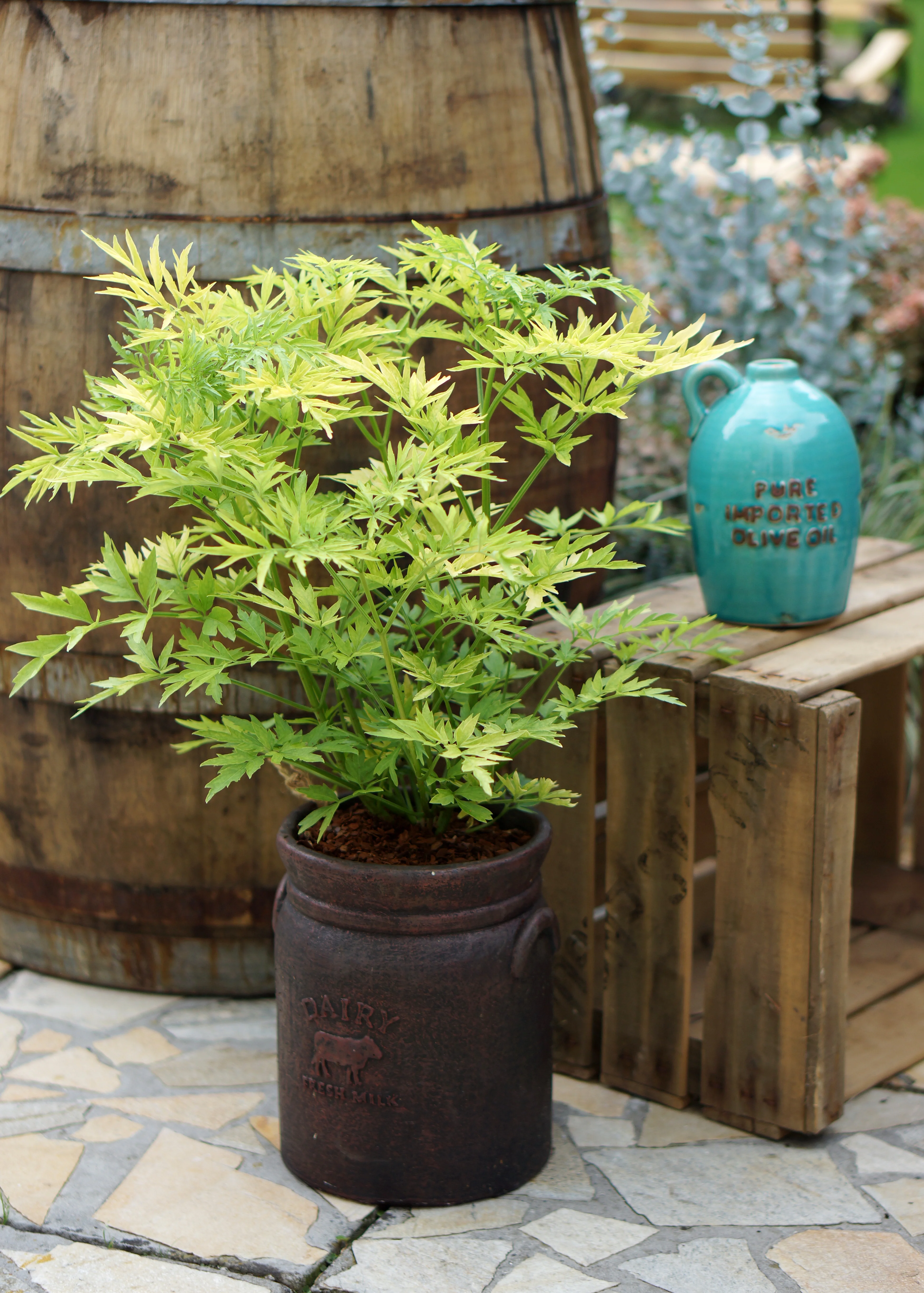 Sambucus 'Golden Tower' - Image 3