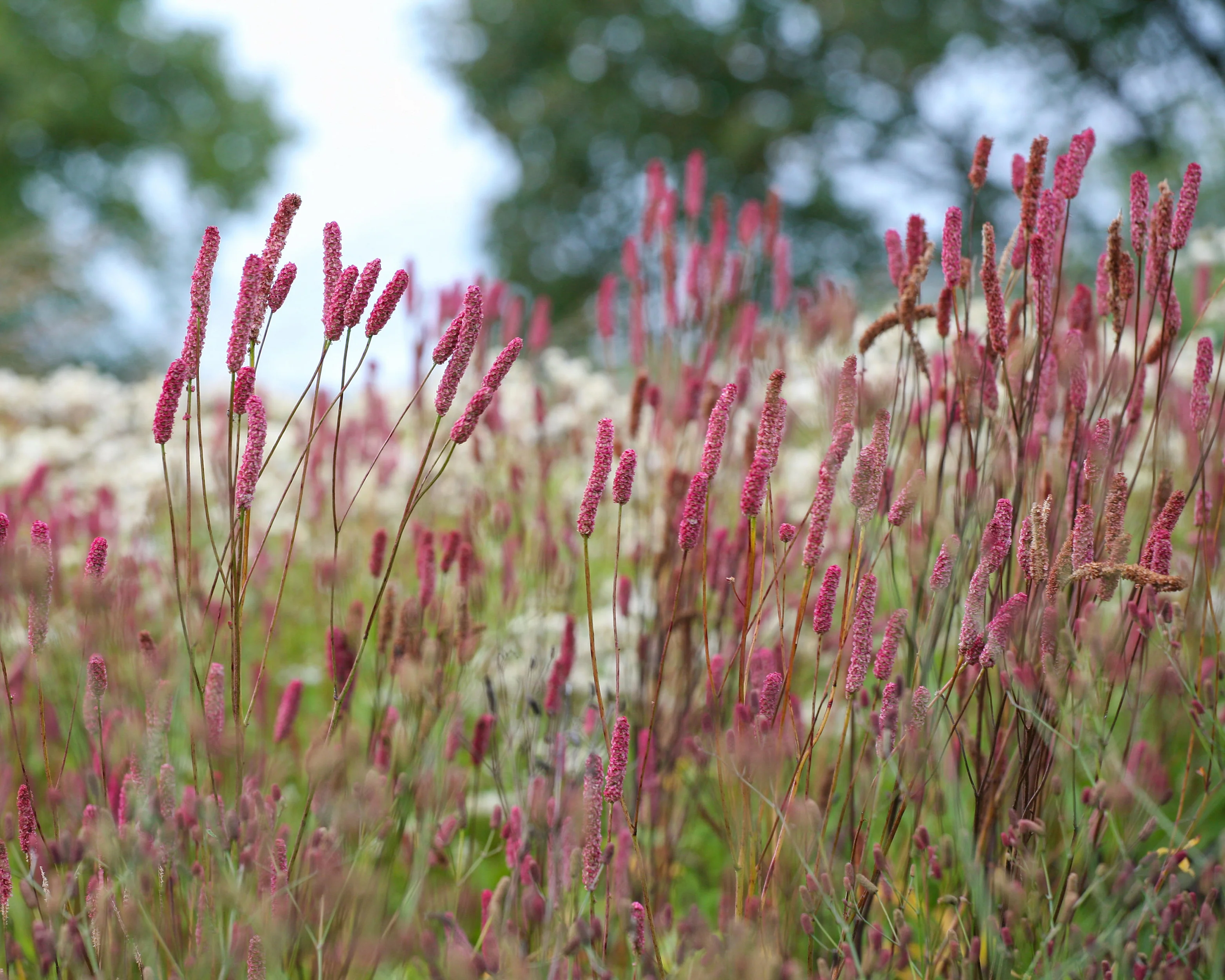 Sanguisorba 'Blackthorn' - Image 2