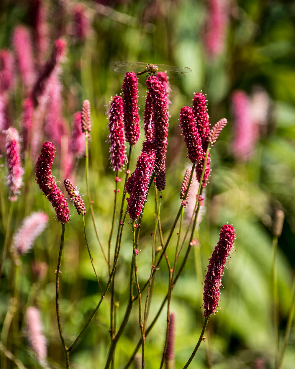 Sanguisorba 'Blackthorn' - Image 3