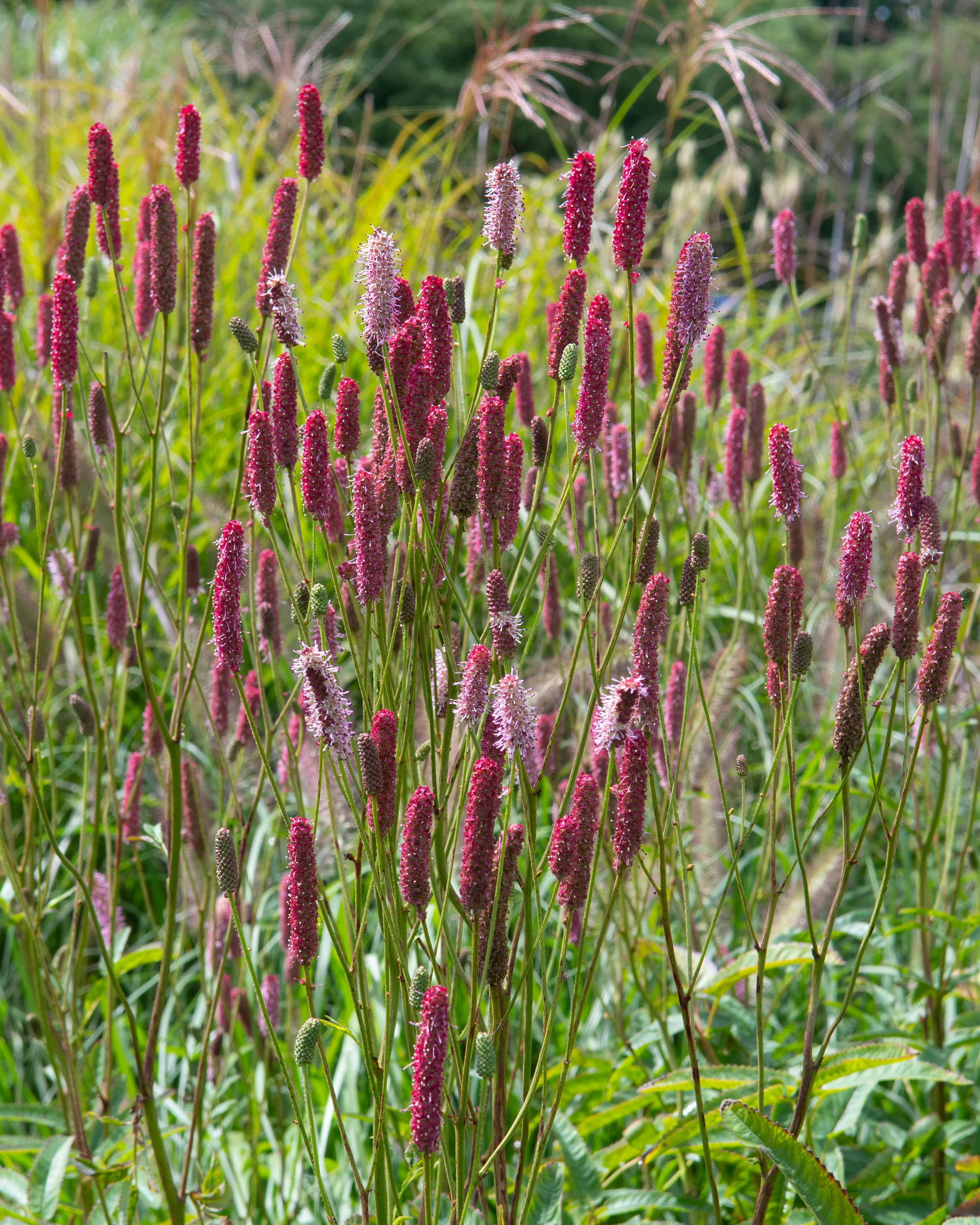 Sanguisorba 'Blackthorn' - Image 5