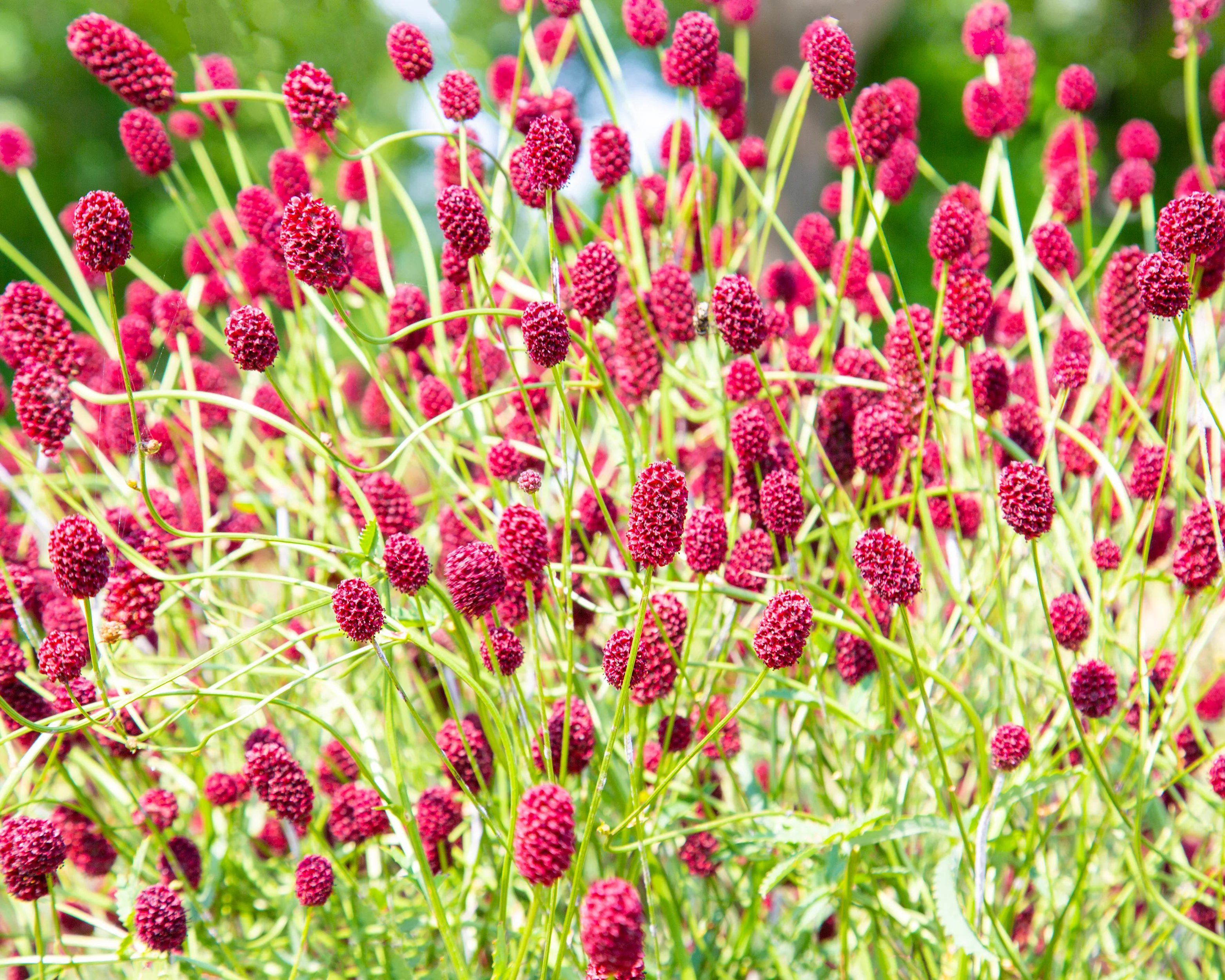 Sanguisorba 'Proud Mary' - Image 3
