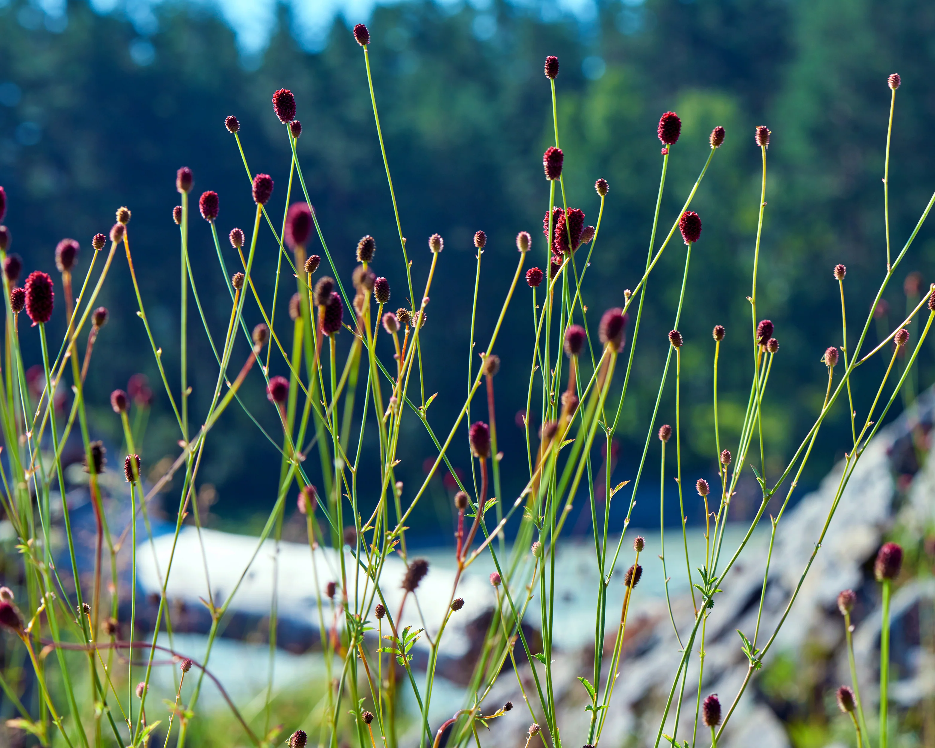 Sanguisorba 'Proud Mary' - Image 4