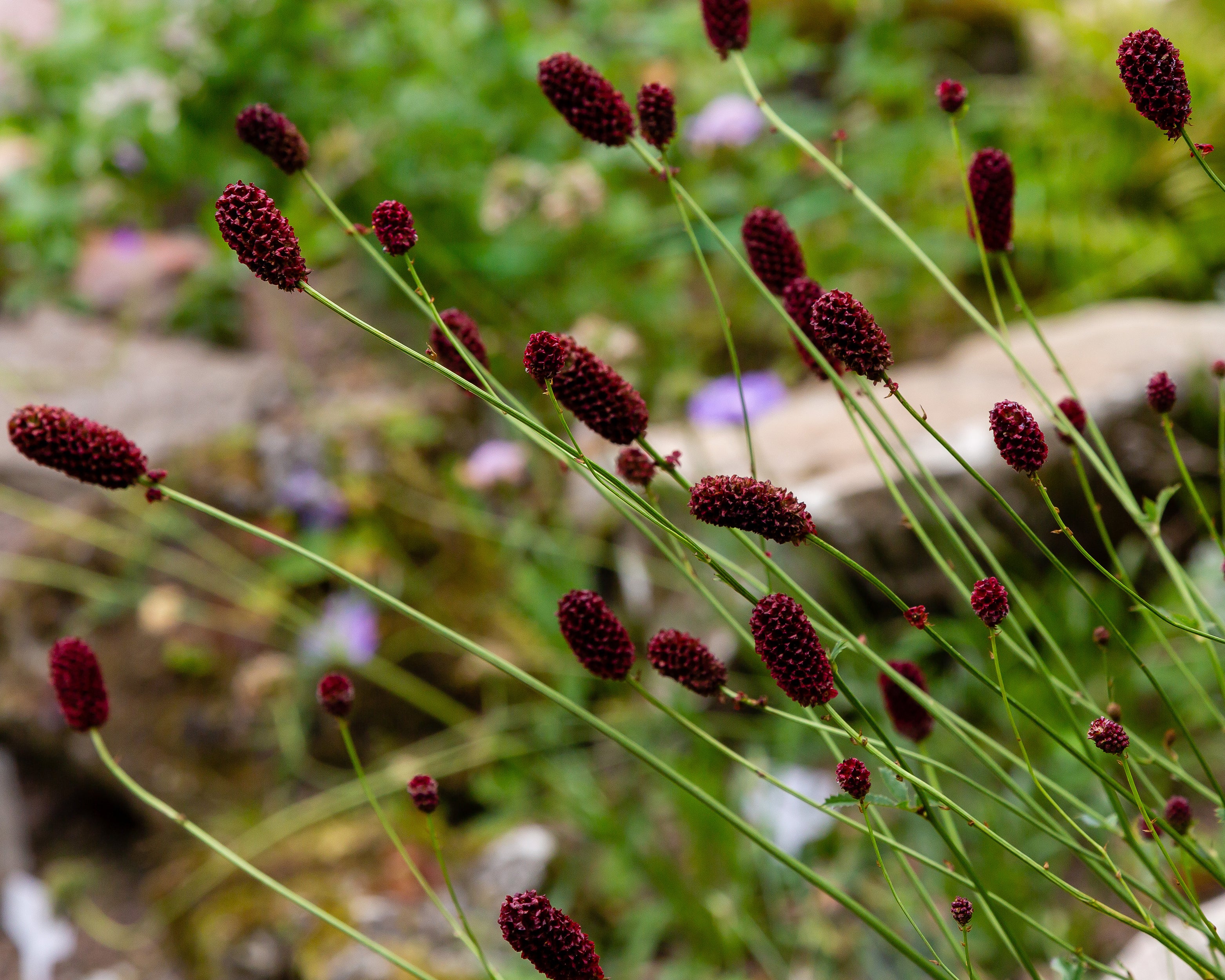 Sanguisorba 'Proud Mary' - Image 5