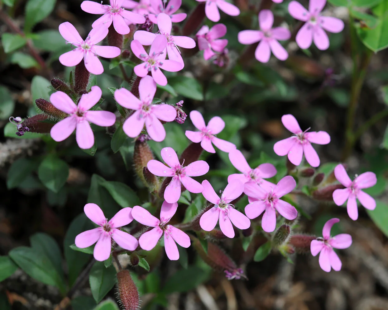 Saponaria ocymoides - Image 3