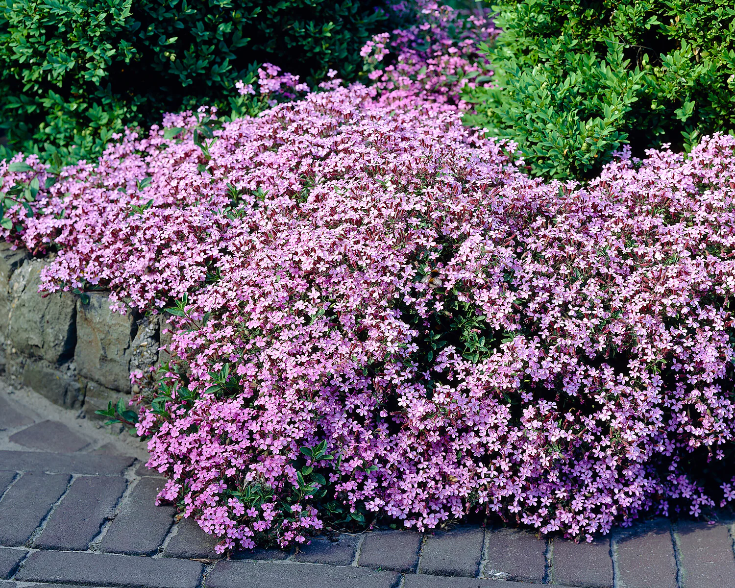 Saponaria ocymoides - Image 4