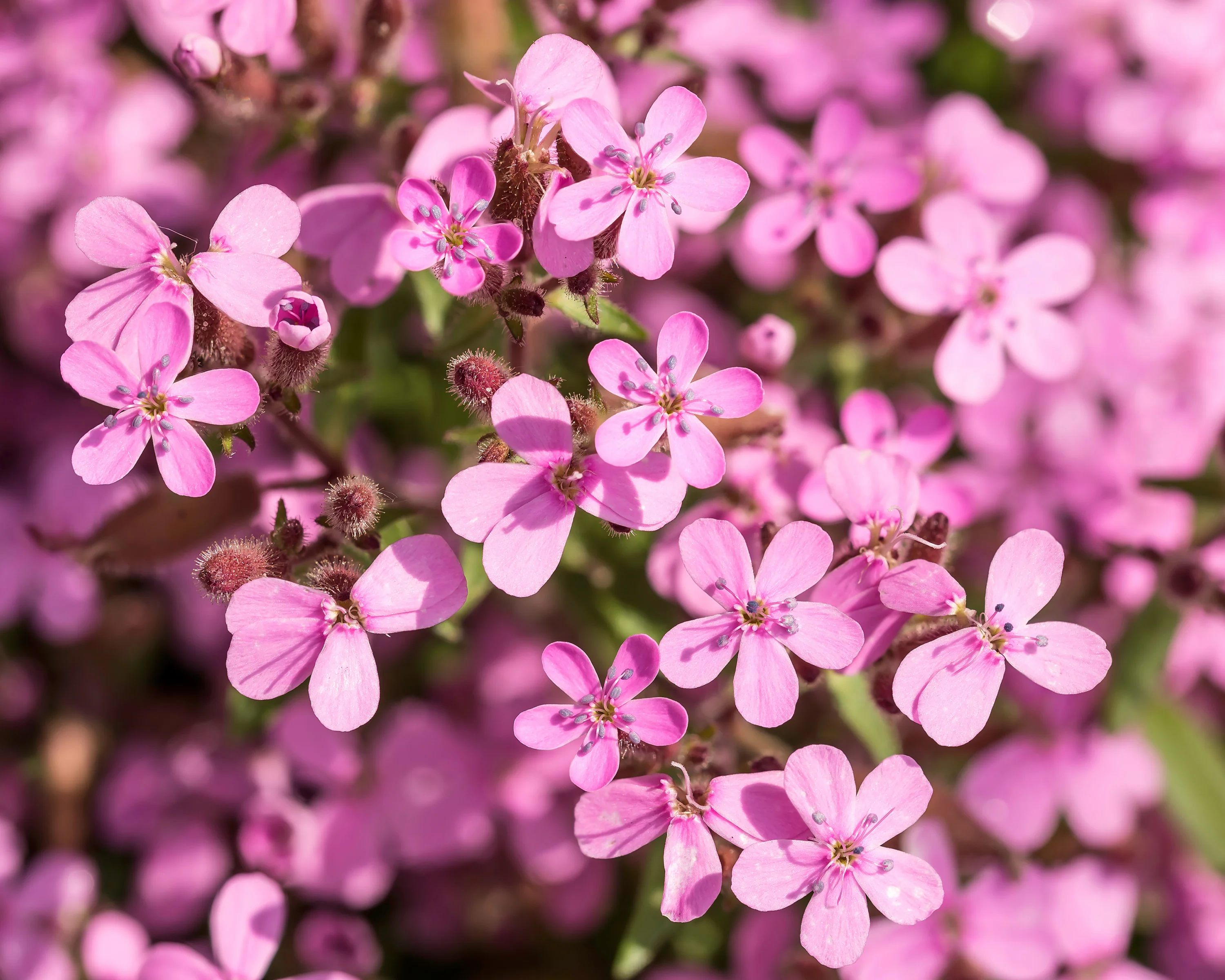 Saponaria ocymoides - Image 7